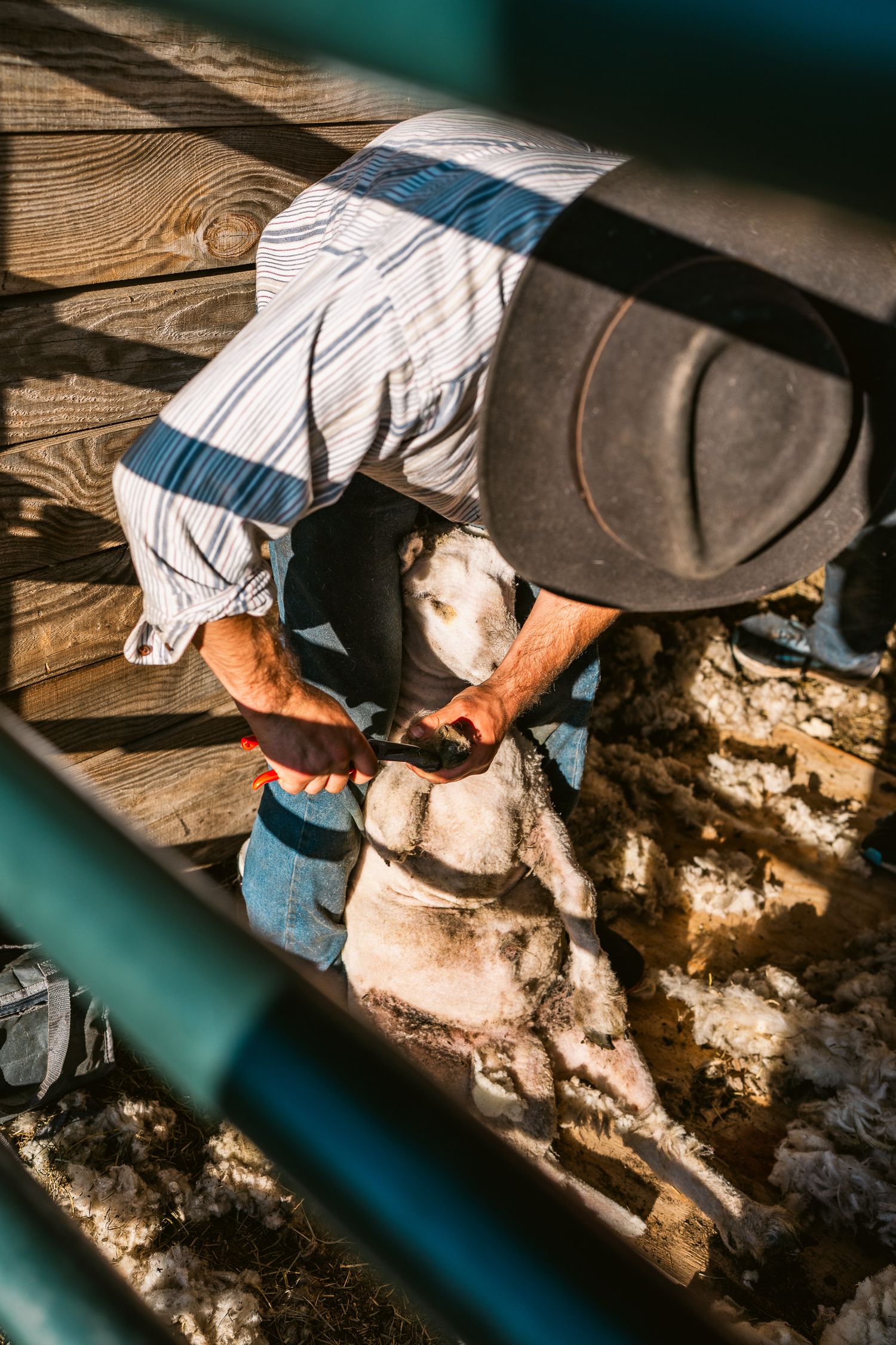 Close up of wool shearing process on farm with wooden backdrop.