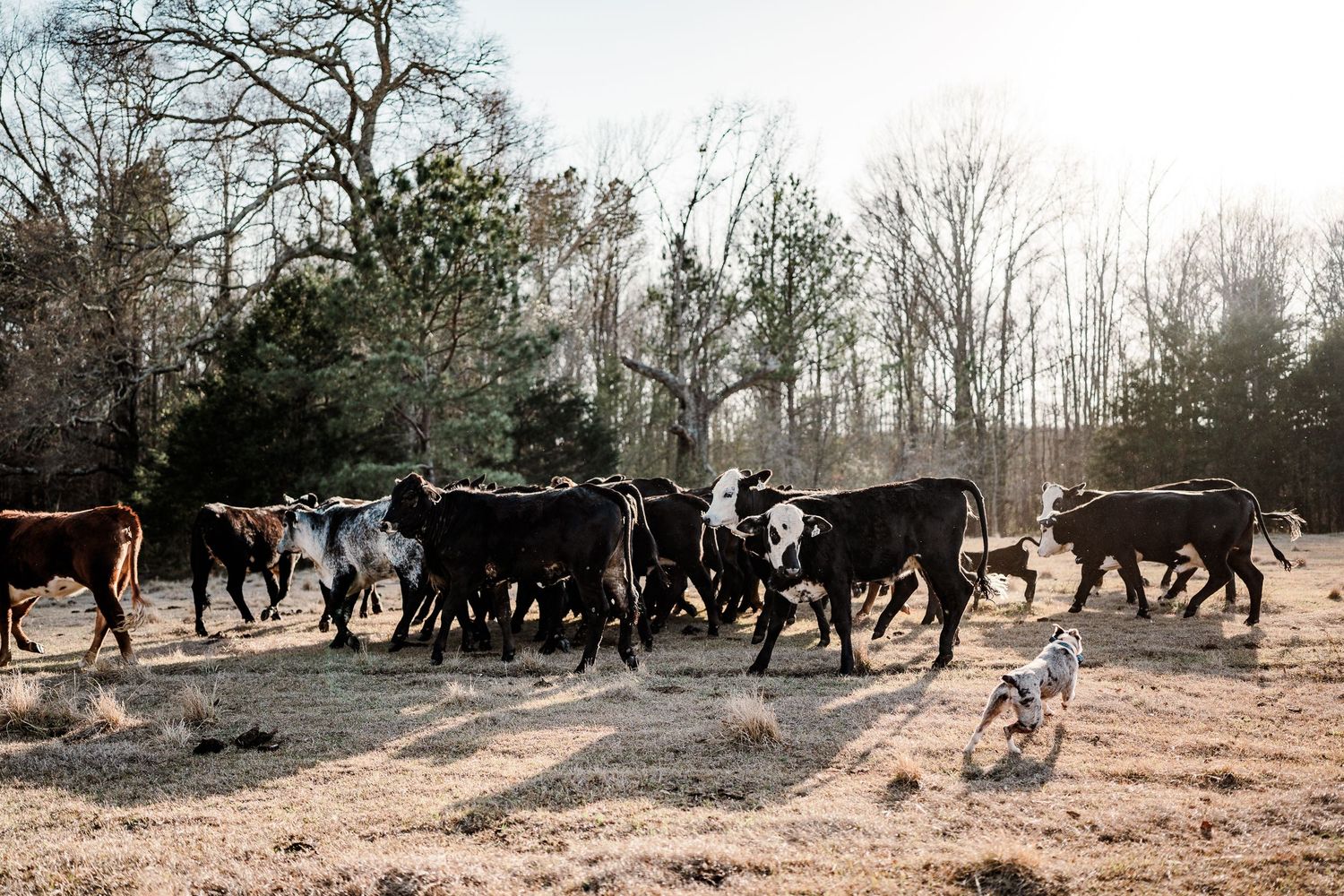 A herd of black and brown cattle walking together through a wooded pasture.