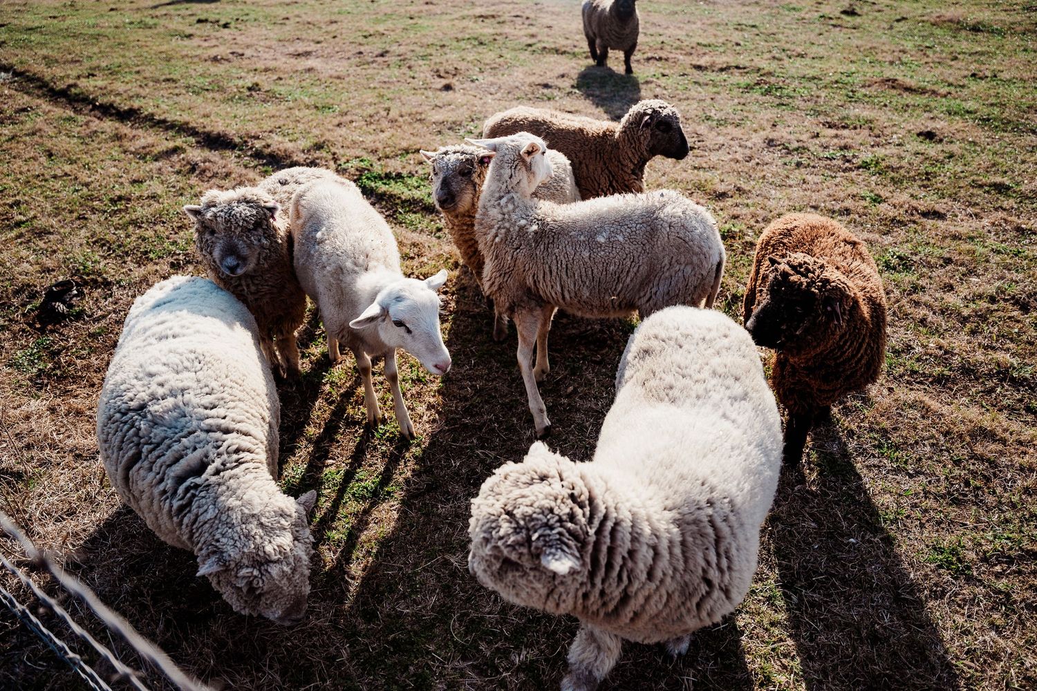 A group of fluffy sheep huddle together in a pasture casting long shadows.