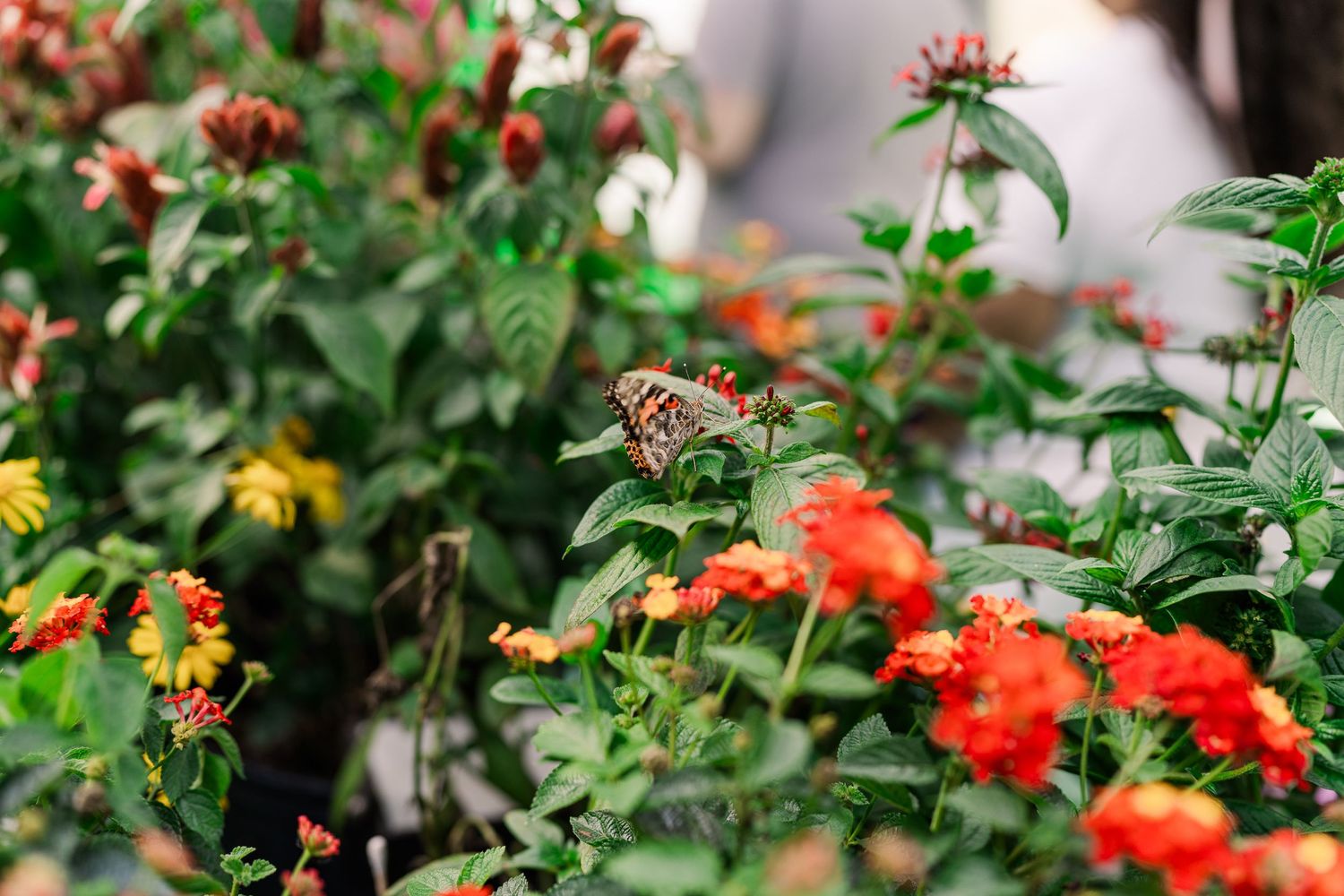 Colorful garden flowers with red blooms against green foliage.