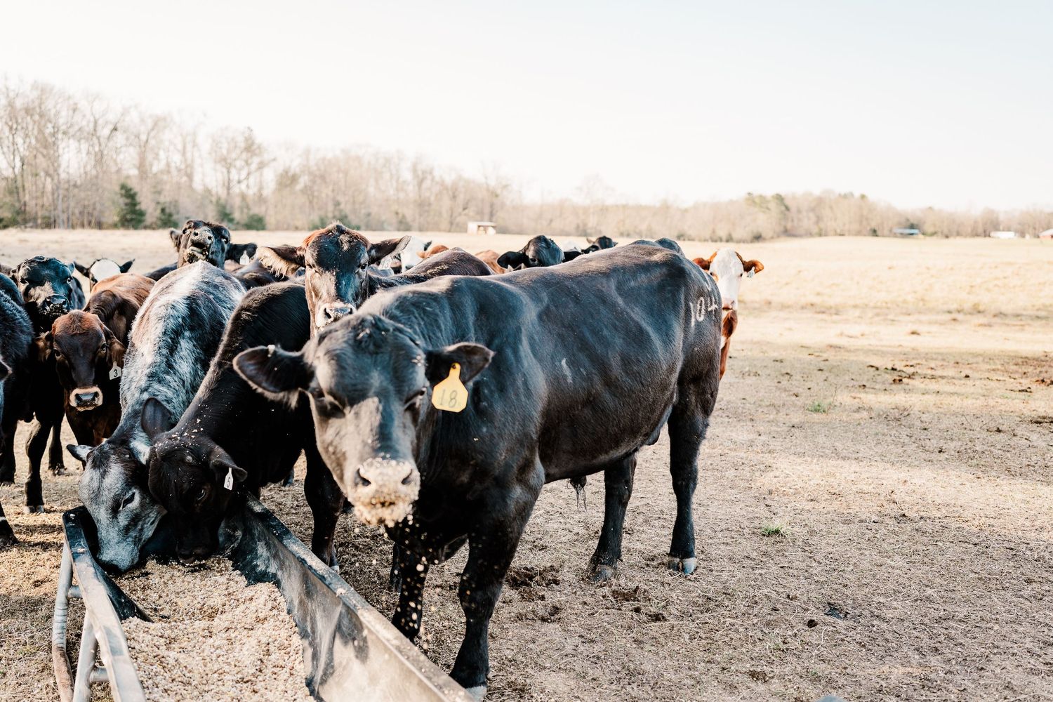 Black angus cattle gathered at a feeding trough on a farm.