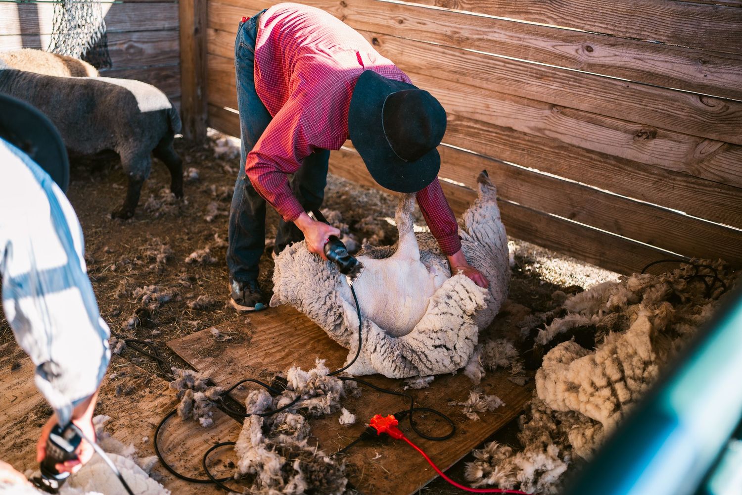 Sheep shearing in progress with wool clippings scattered on barn floor.