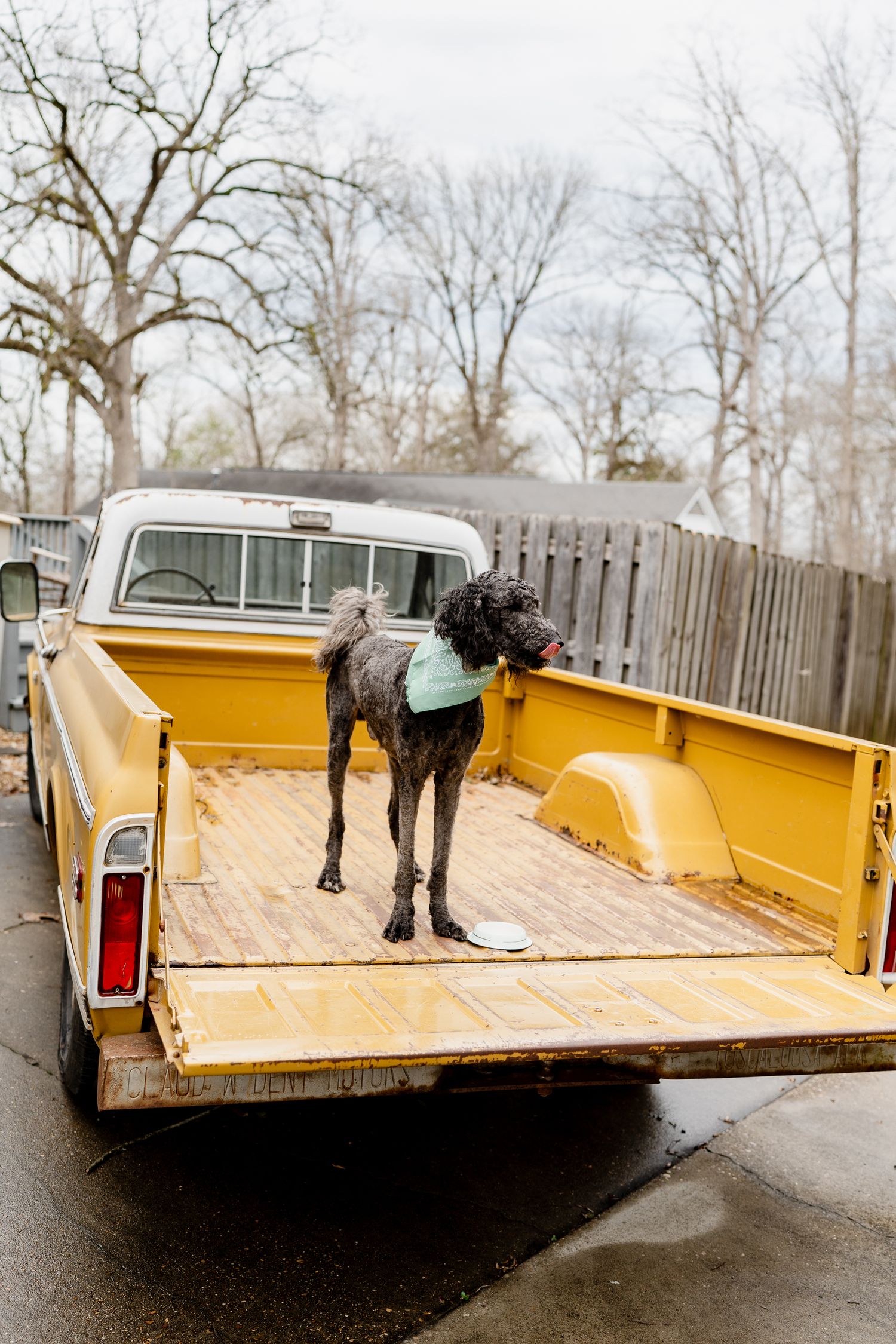 Large black dog with mint bandana stands in yellow vintage truck bed on rainy day.