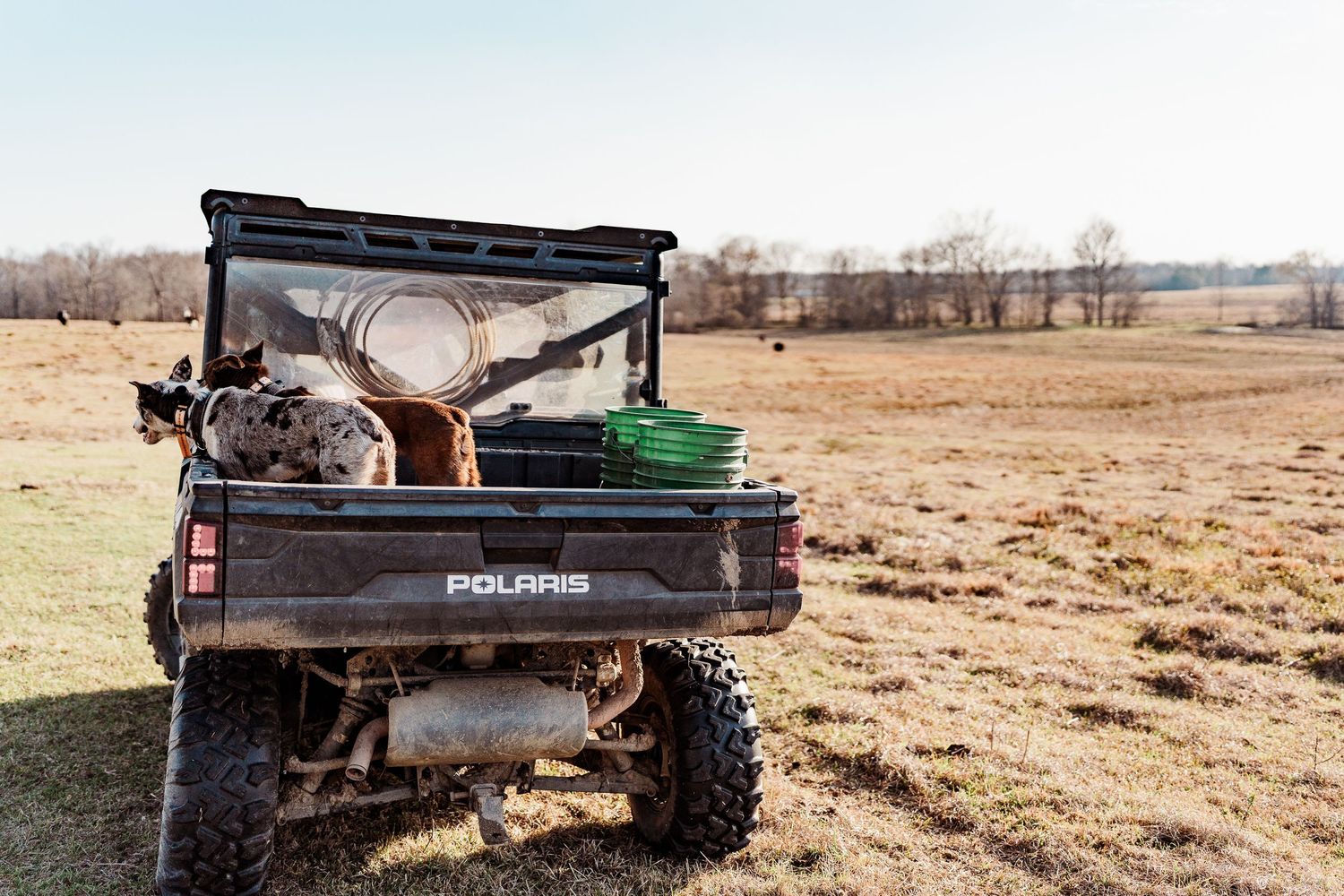 A black utility vehicle is parked in an open field surrounded by cattle and farm equipment.