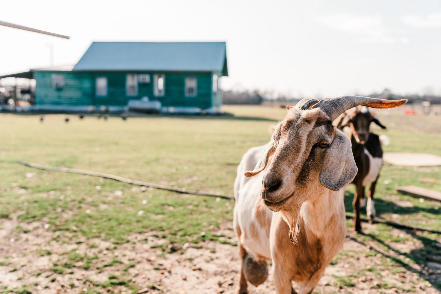 Goats and sheep graze together in a sunny pasture near a blue barn structure.