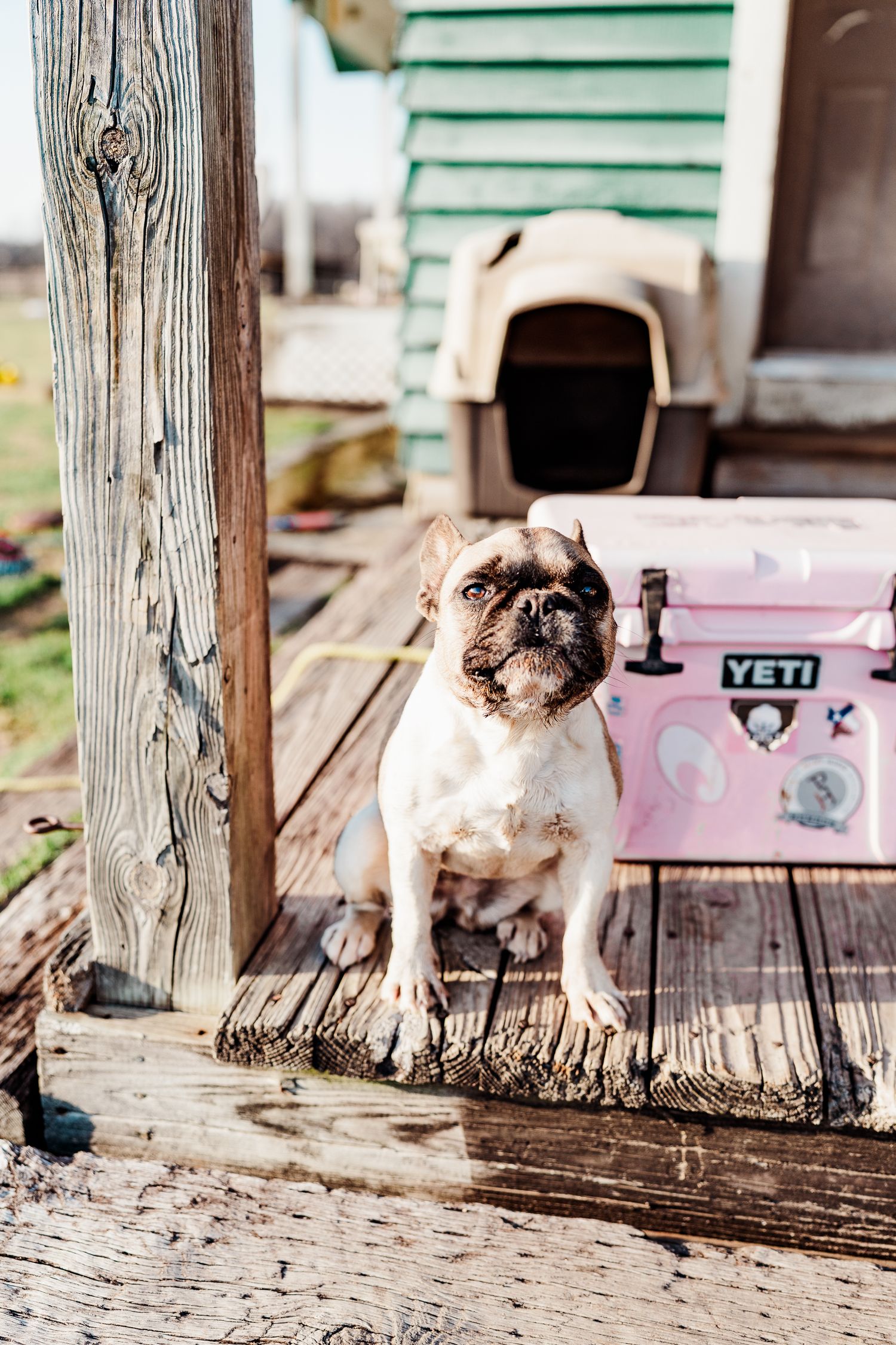 Pug dog sits on wooden deck next to pink cooler and dog house.
