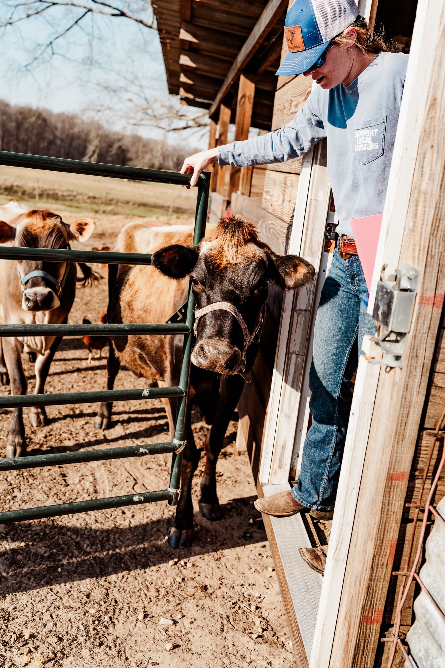 Cattle standing in a wooden pen area on a sunny day.