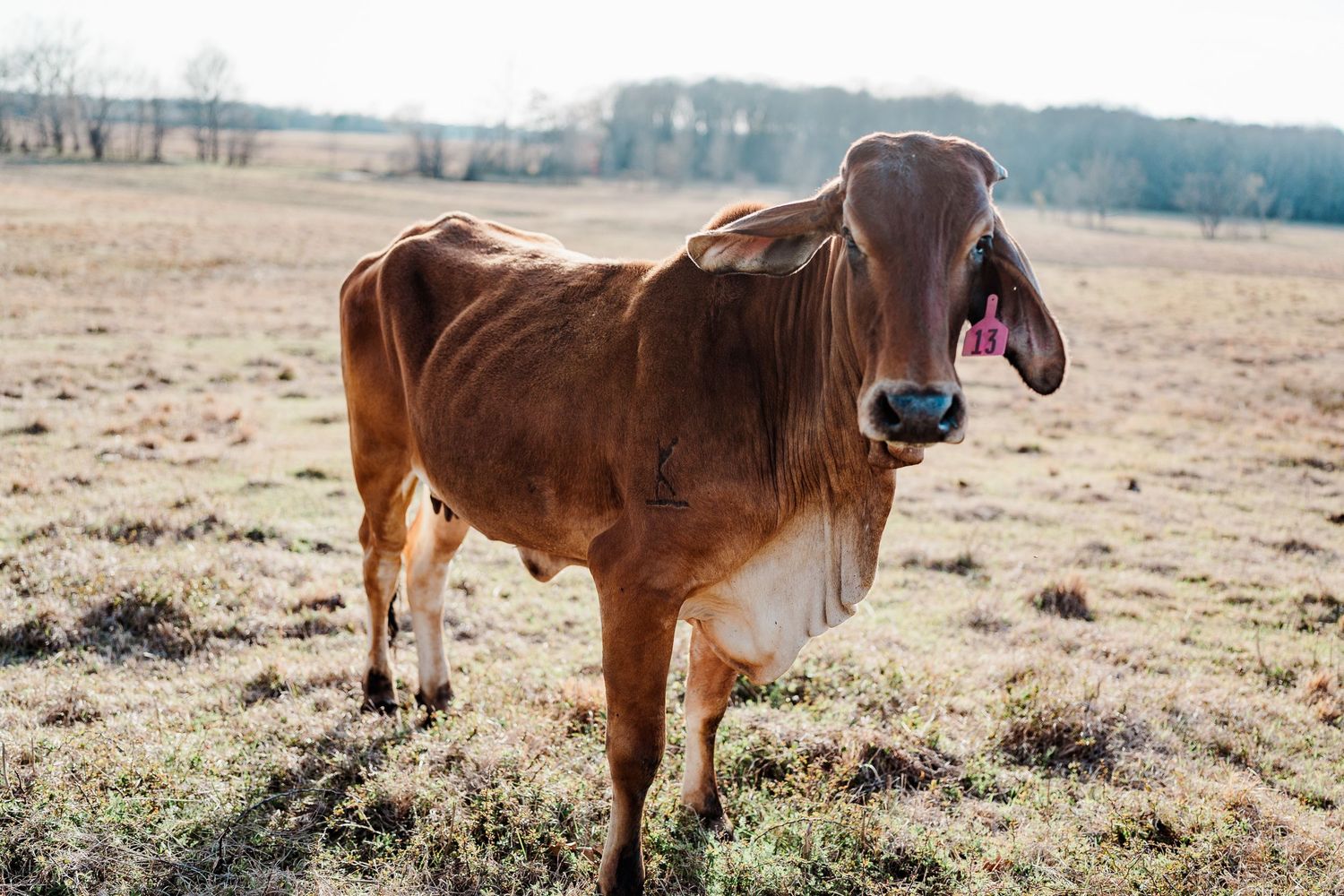 Cattle graze on dry grass in a winter pasture with distant trees on the horizon.