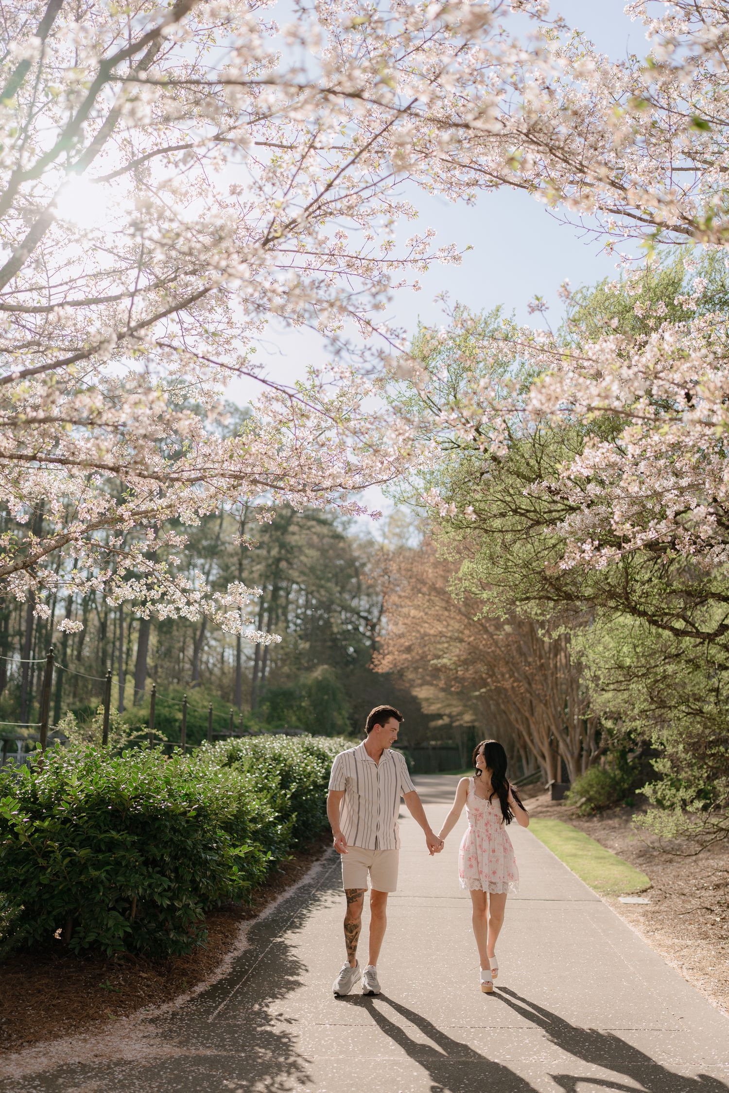 Couple holds hands walking under blooming cherry blossom trees on a sunny spring day in a lush garden path.