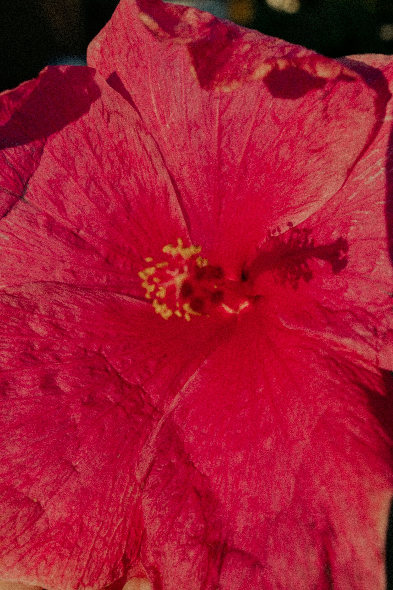hibiscus