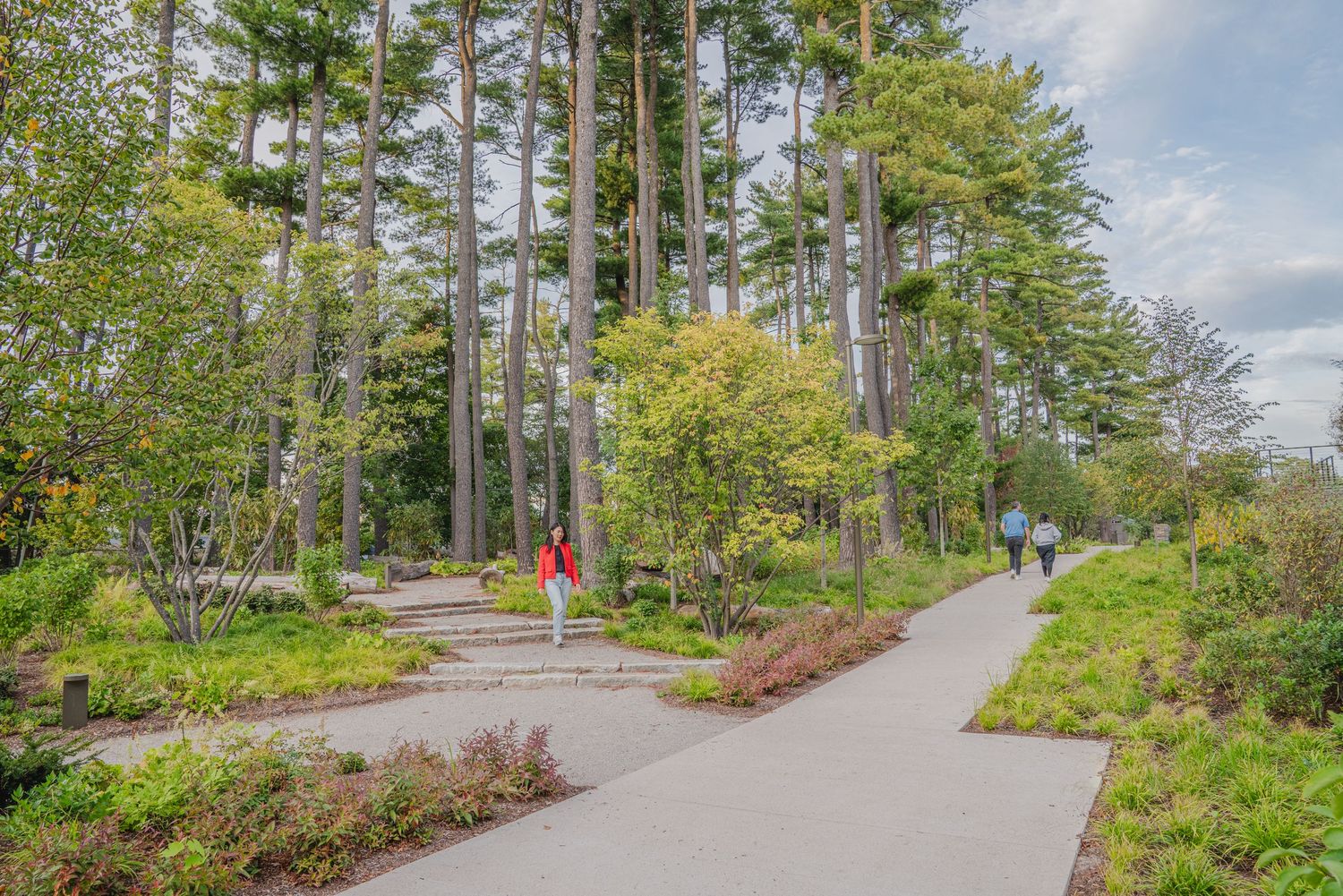 Paved walkway winding through wooded area with tall pine trees.