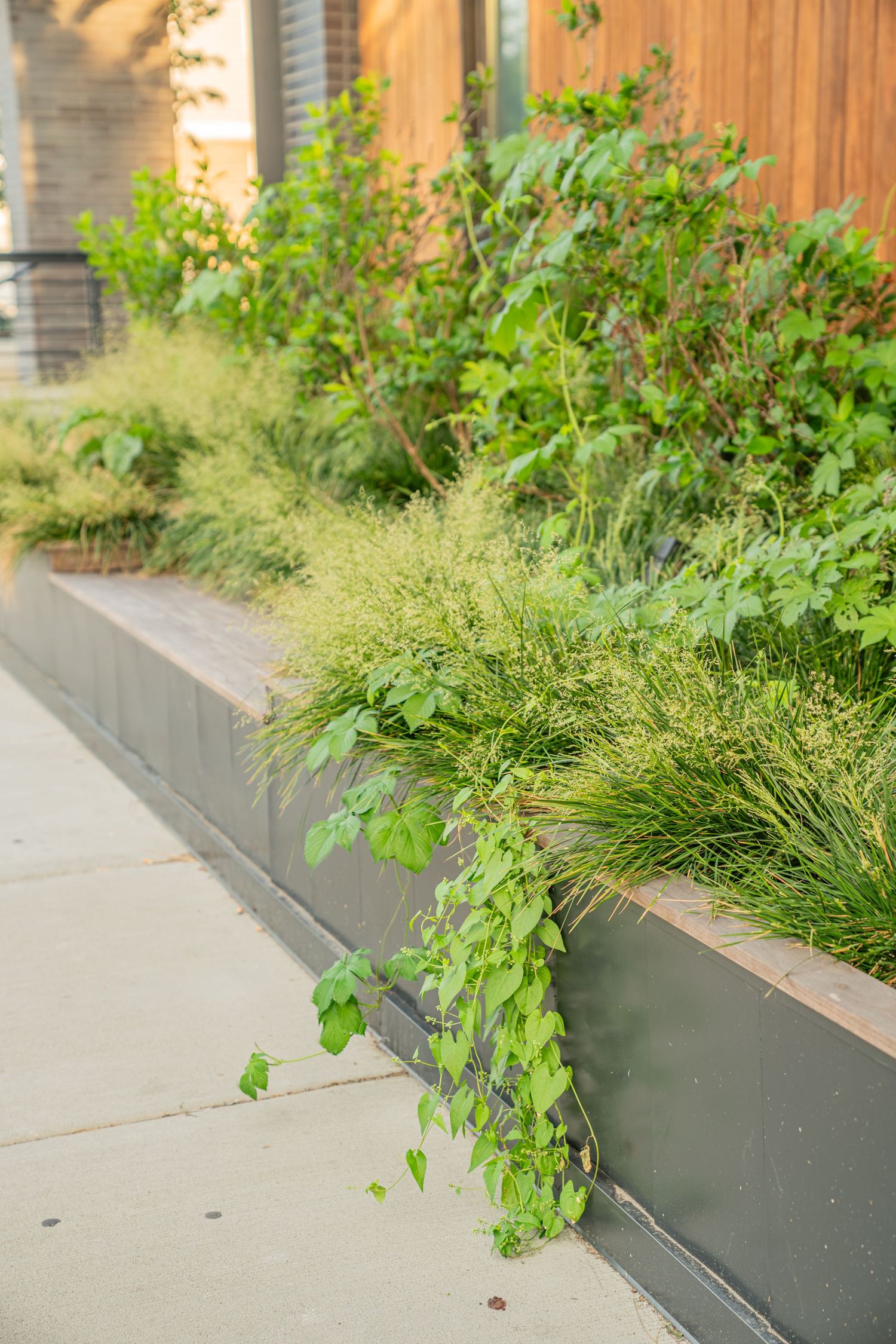 Ornamental grasses and plants growing in raised planters along concrete sidewalk.