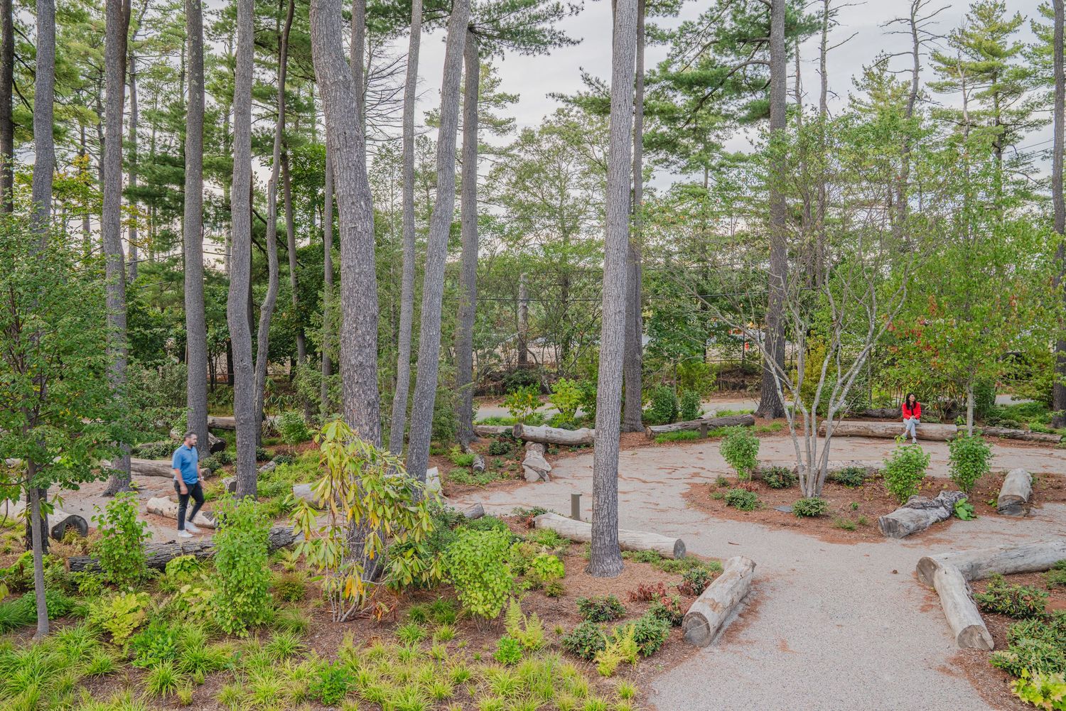 Scenic walking path winding through tall pine trees in a wooded setting.
