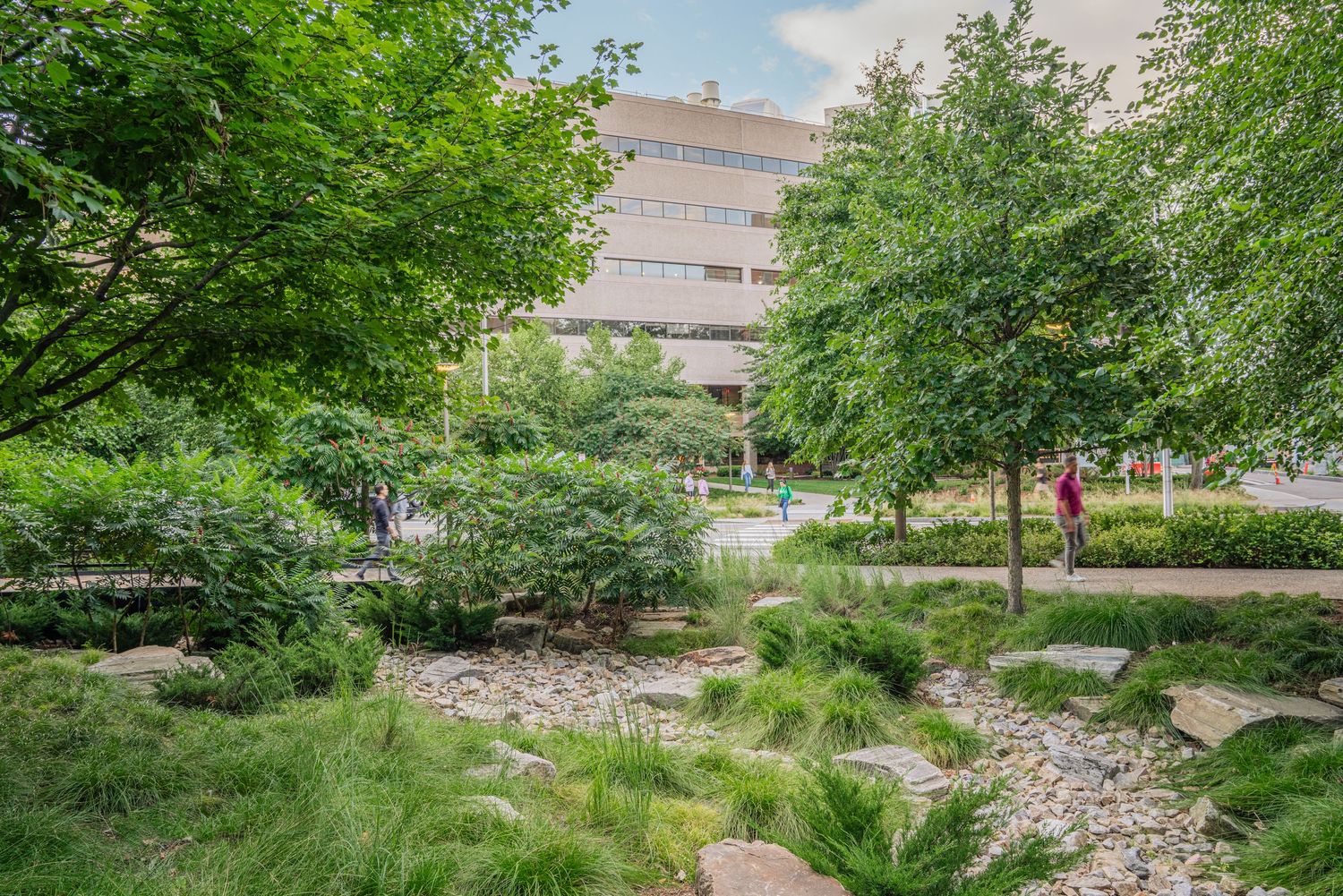 Natural stone drainage channel winds through landscaped garden beds near office buildings.