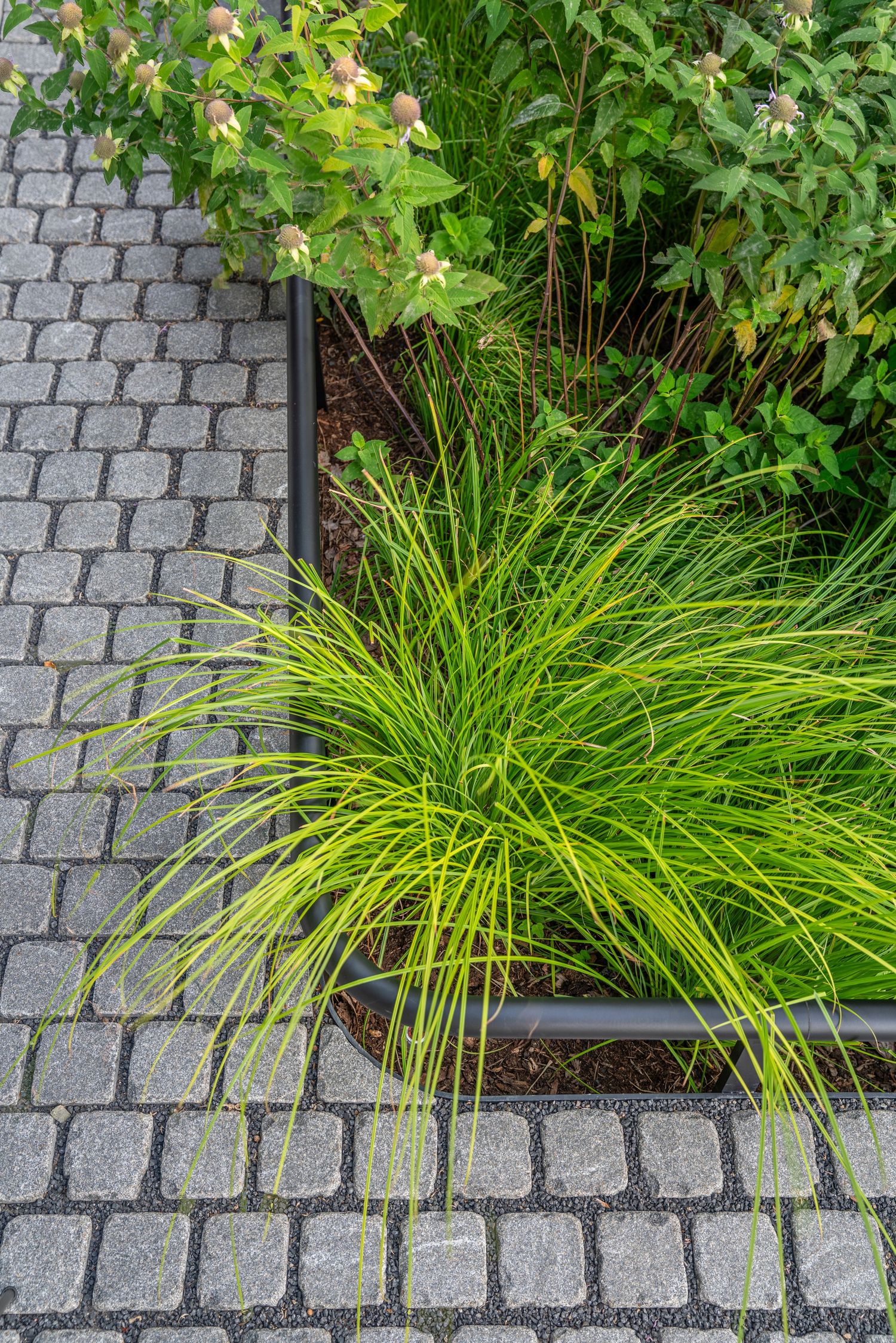 Vibrant ornamental grasses planted between grey cobblestones in urban landscaping.