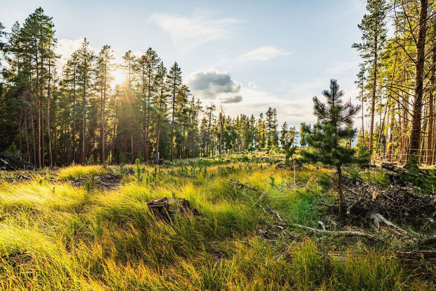 Sunlit forest clearing with tall pine trees, lush green grass, and scattered brush in a serene woodland landscape.