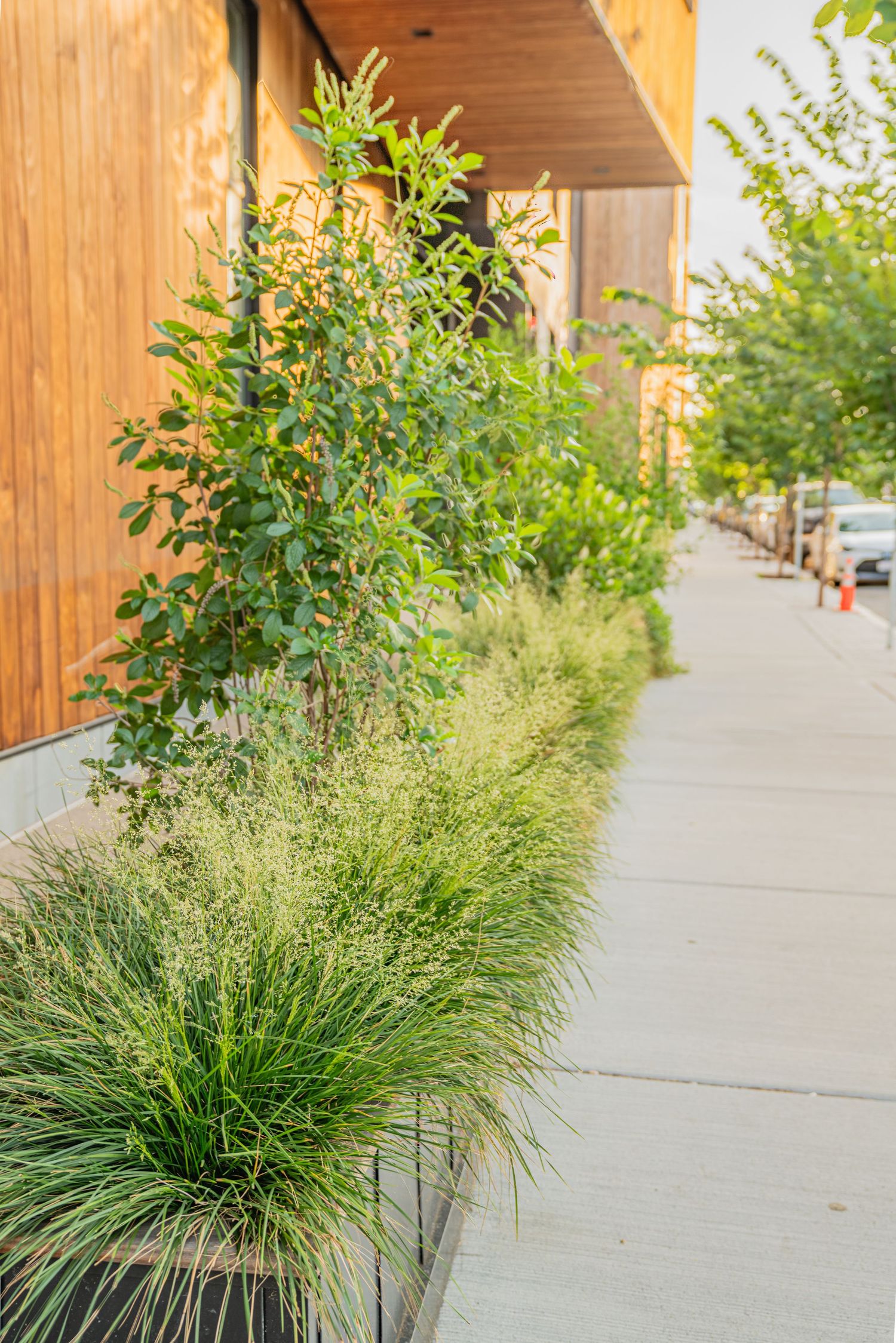 Decorative grasses and landscaping along modern building's concrete walkway.