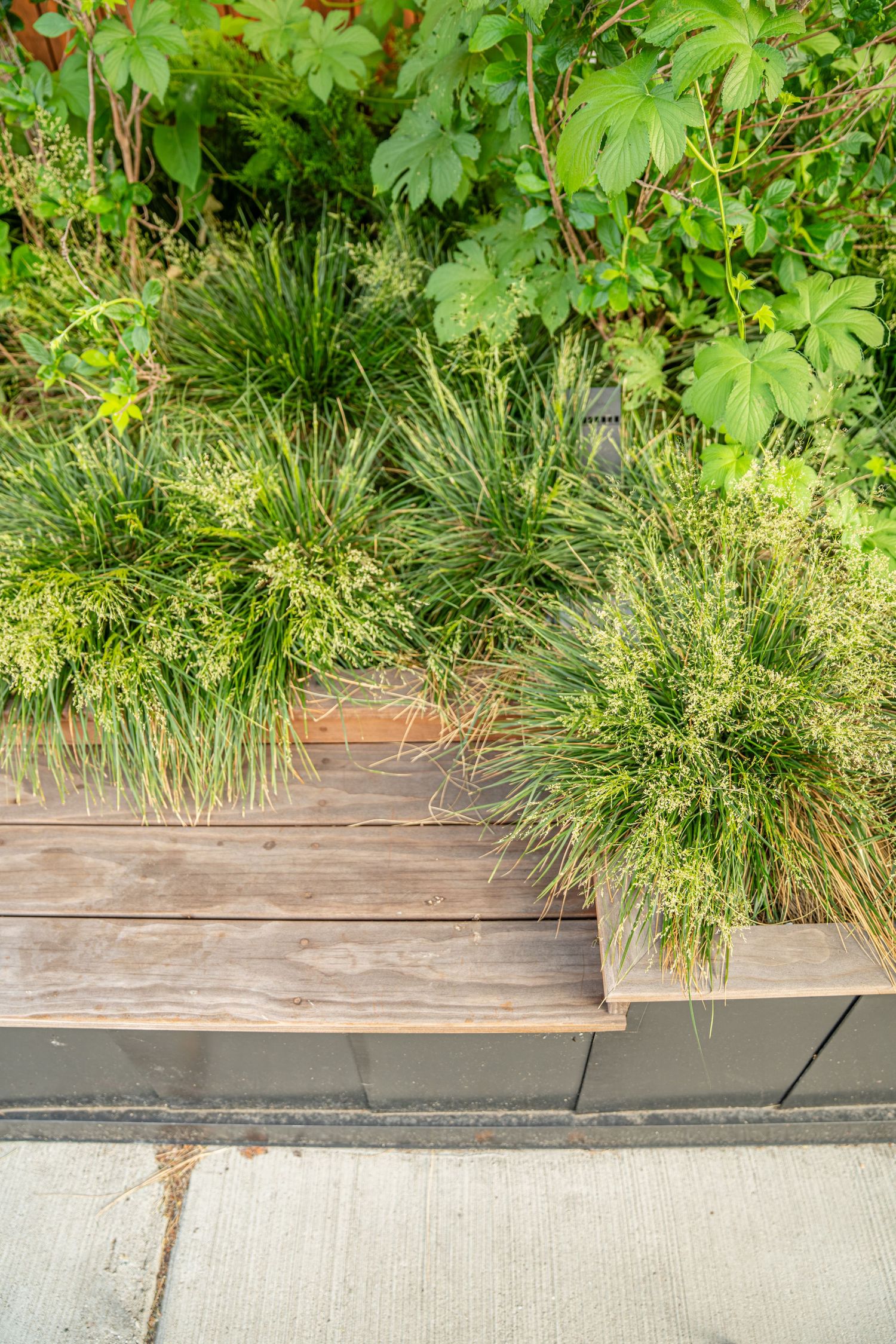 Mixed ornamental grasses and plants growing in urban planter boxes.