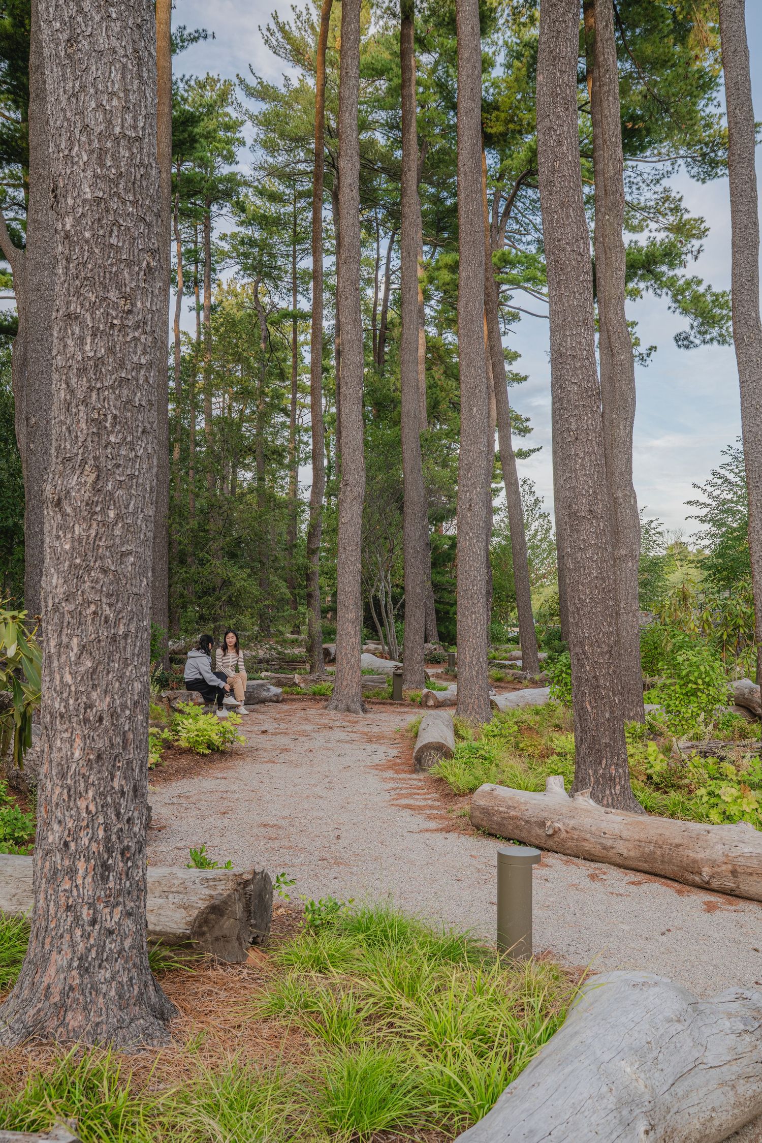 Gravel walking trail through tall pine trees with stone borders.