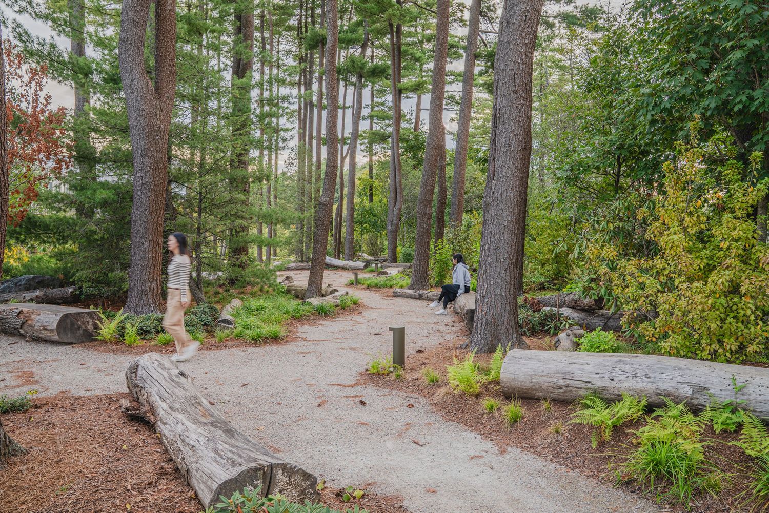 Forest trail with pine trees and natural rock formations along a curved path.