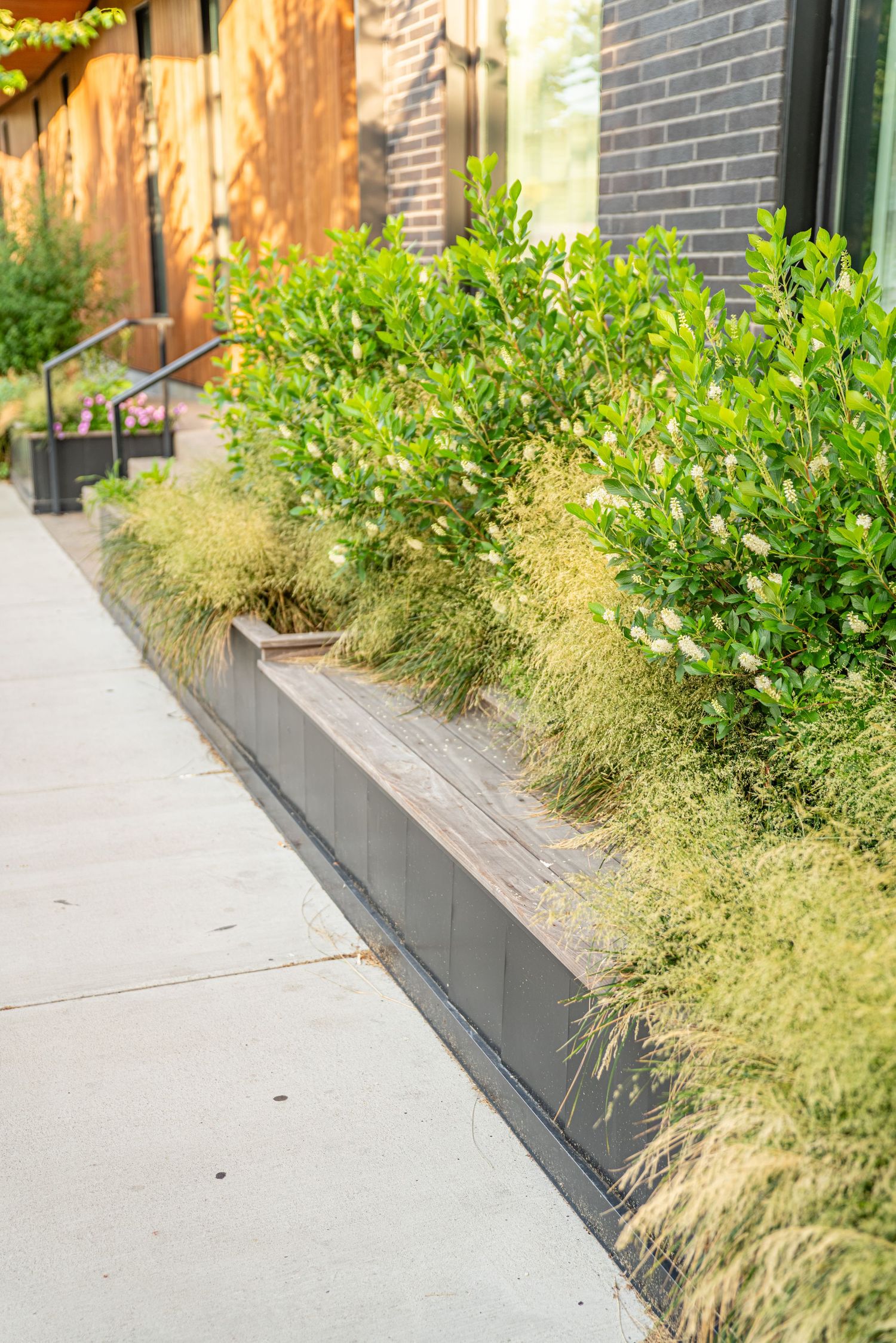 Decorative grasses and plants line modern building entrance walkway.