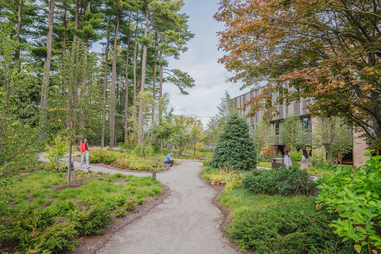 Winding gravel path through a wooded area with tall pine trees and autumn foliage.