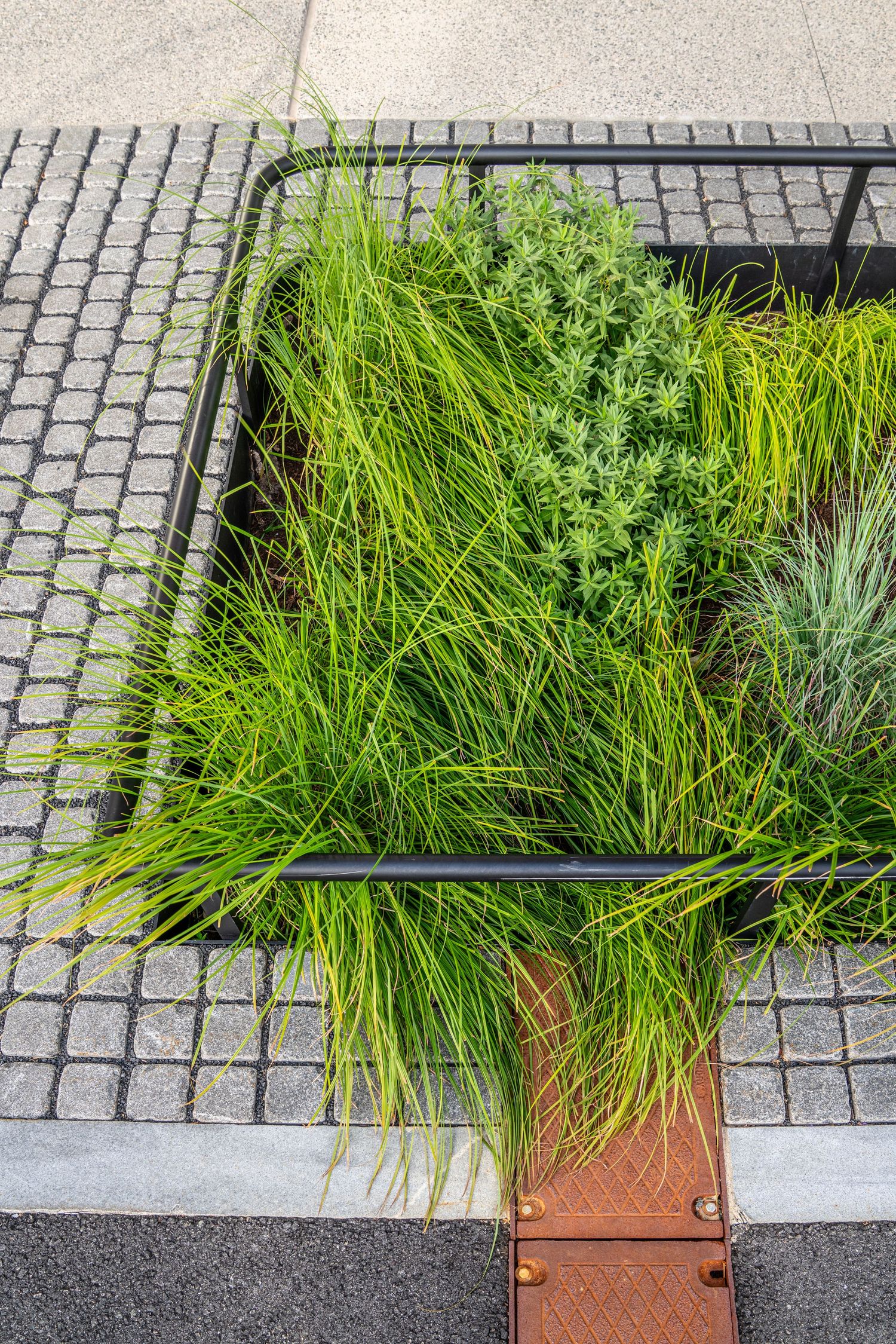 Ornamental grasses and plants growing in terracotta planters along cobblestone pathway.