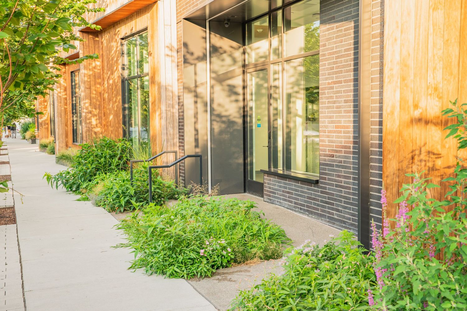 Landscaped pathway with ornamental grasses and shrubs alongside contemporary residential building.