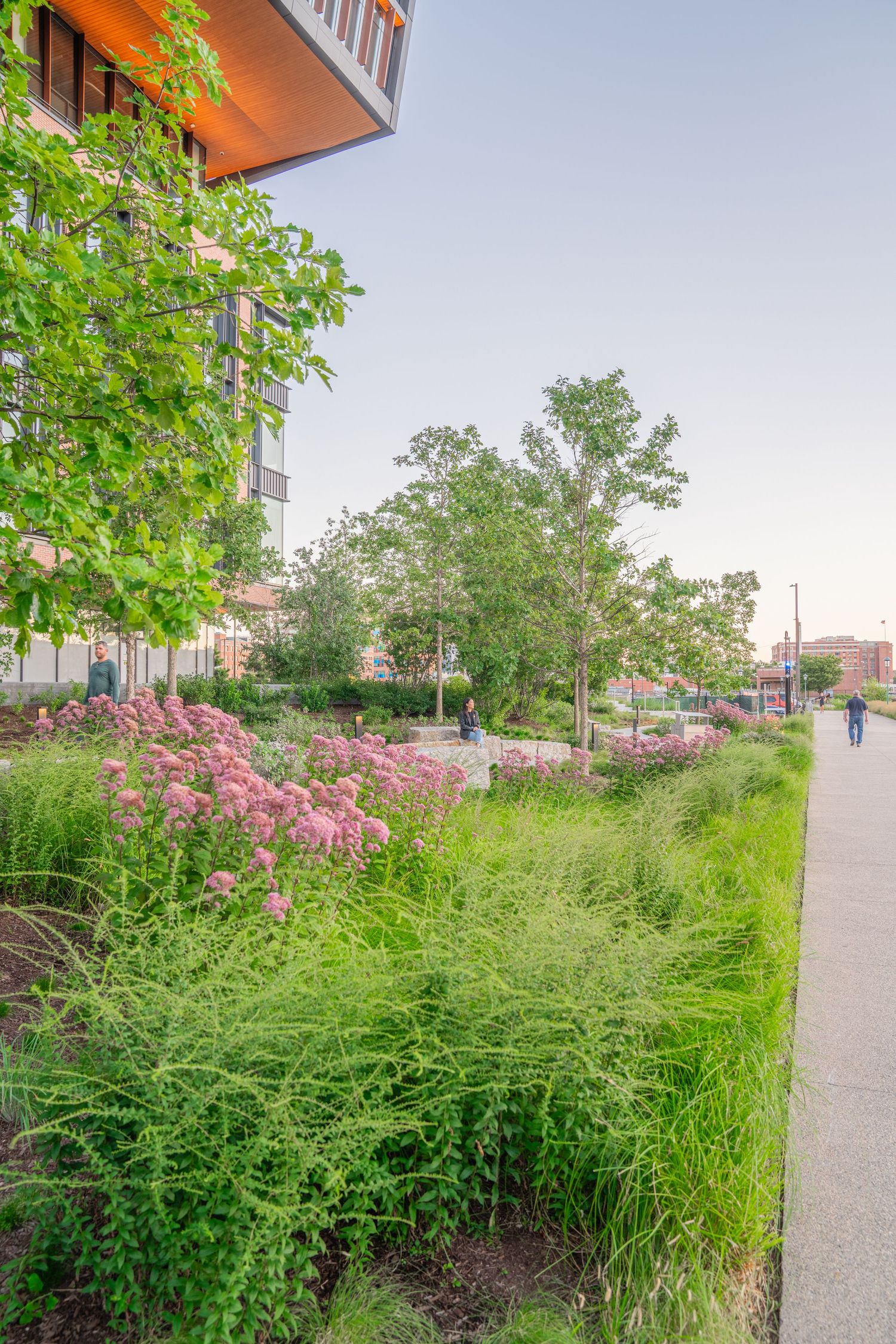 Pink flowering plants and tall grasses line a concrete walkway next to a modern building.