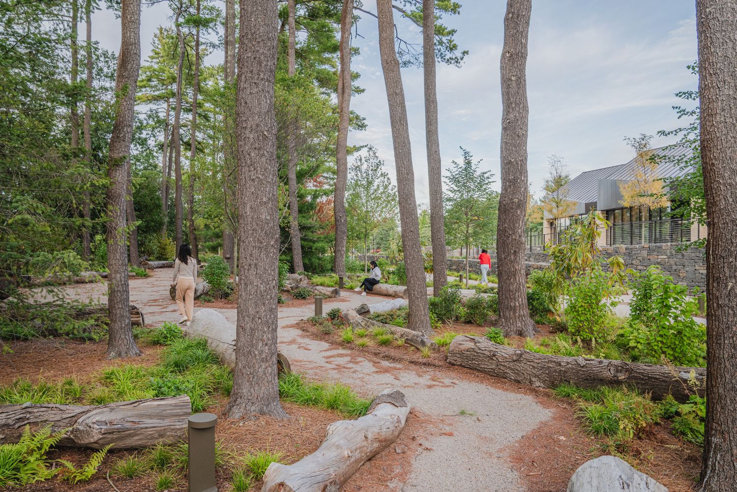 Natural stone pathway meandering through a pine forest landscape.