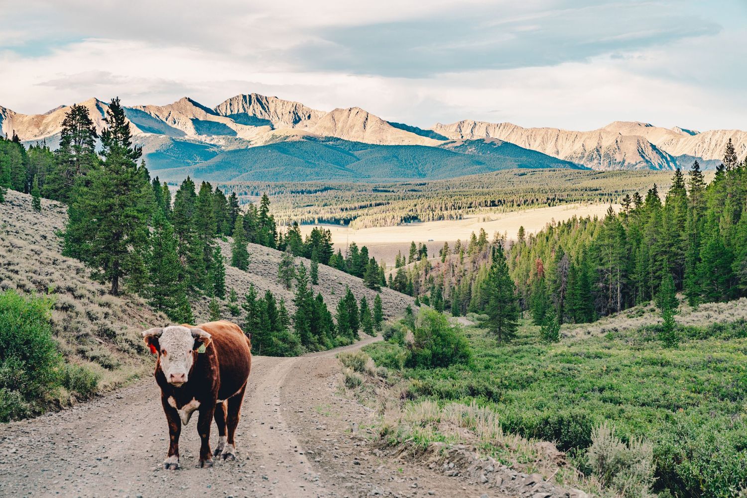 A brown cow stands on a dirt road surrounded by green trees and mountains in a scenic rural landscape.
