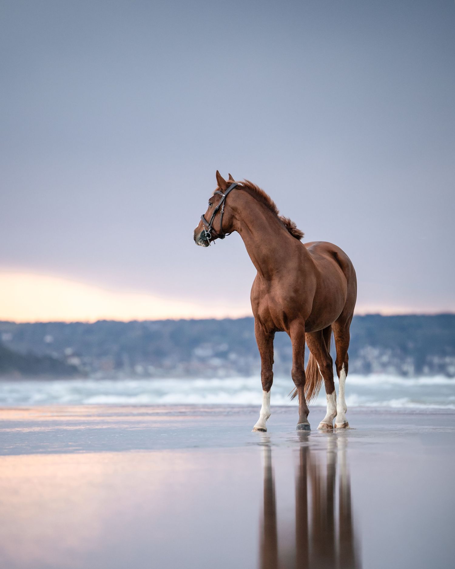shooting photo plage cheval - Photographe équestre Rouen - Photographe cheval plage Deauville - Cabourg - Shooting plage