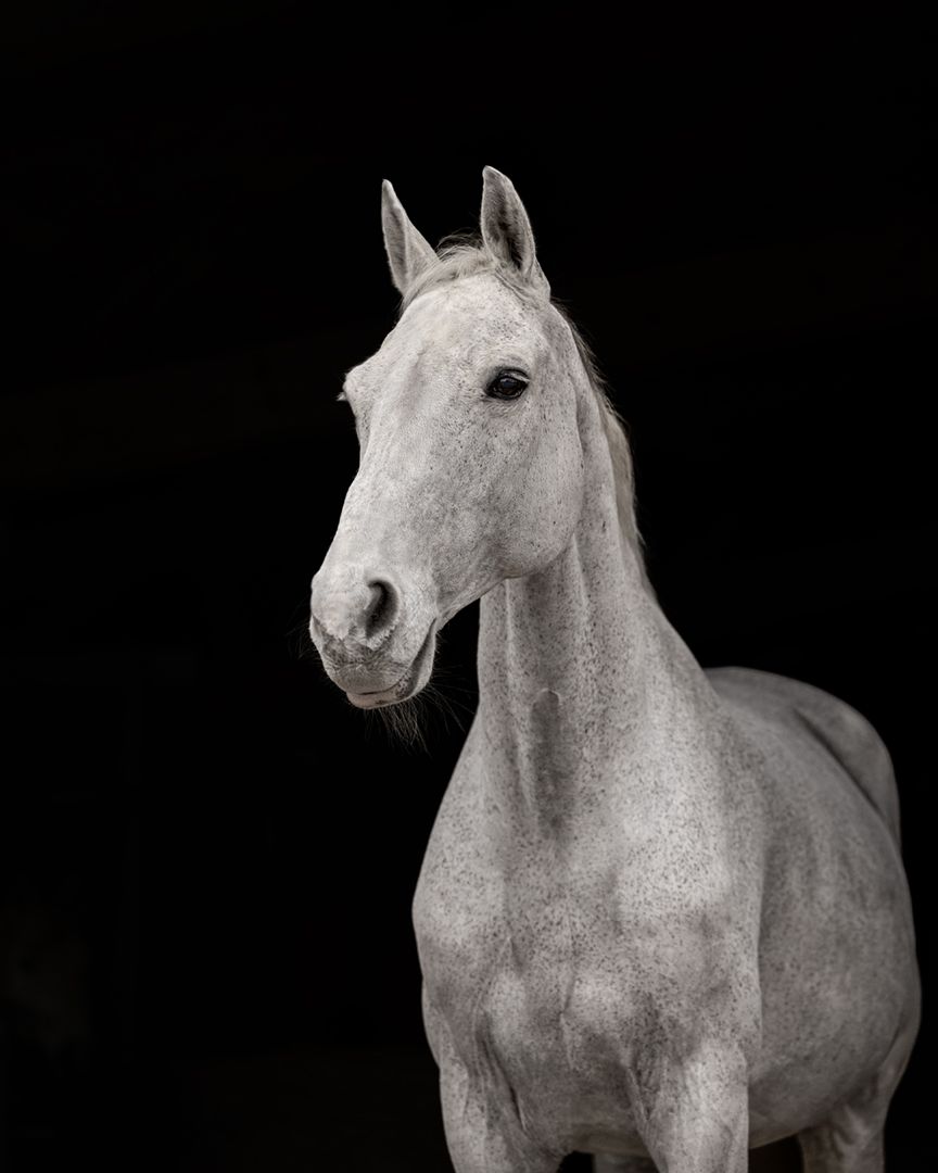 shooting photo cheval - cheval portrait - Photographe équestre Rouen Normandie