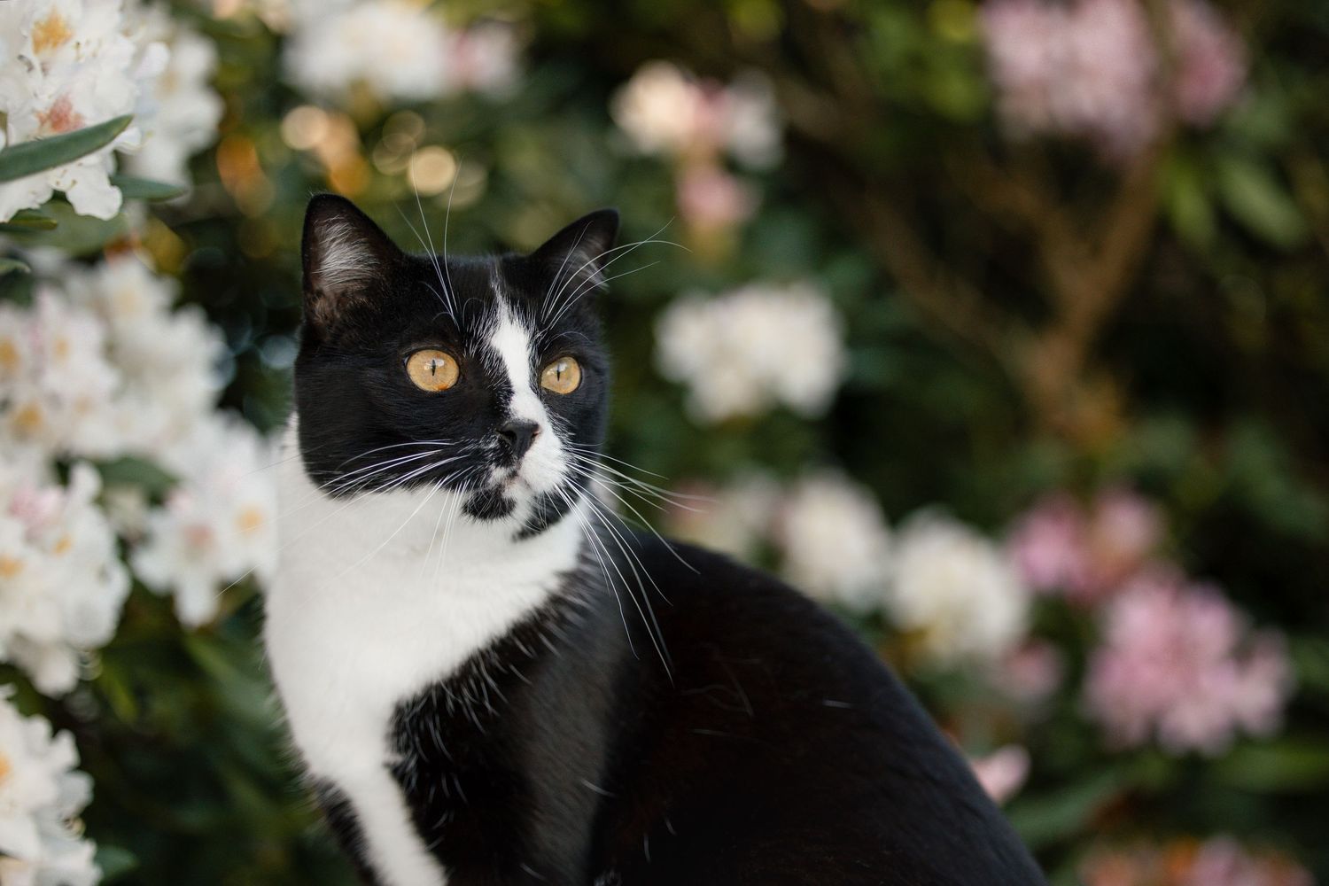 Shooting photo chat extérieur - Photographe animalier Rouen Normandie