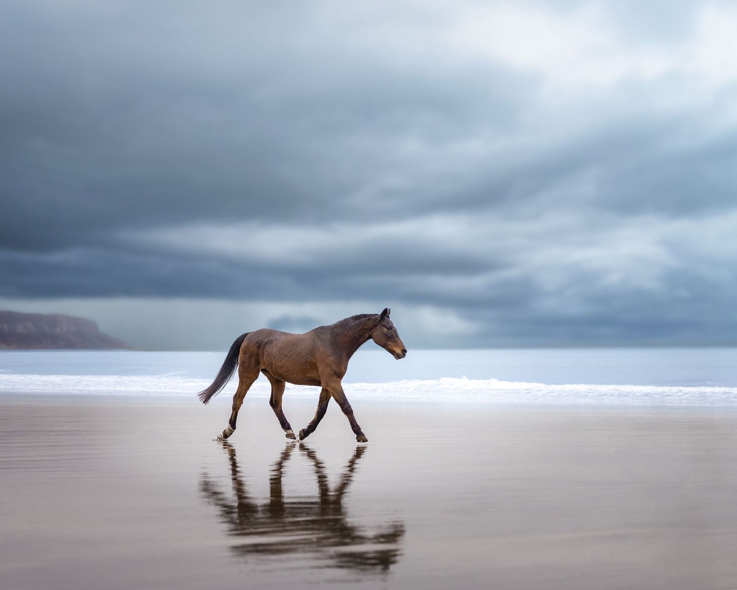 Shooting photo cheval extérieur - Photographe équestre Rouen Normandie