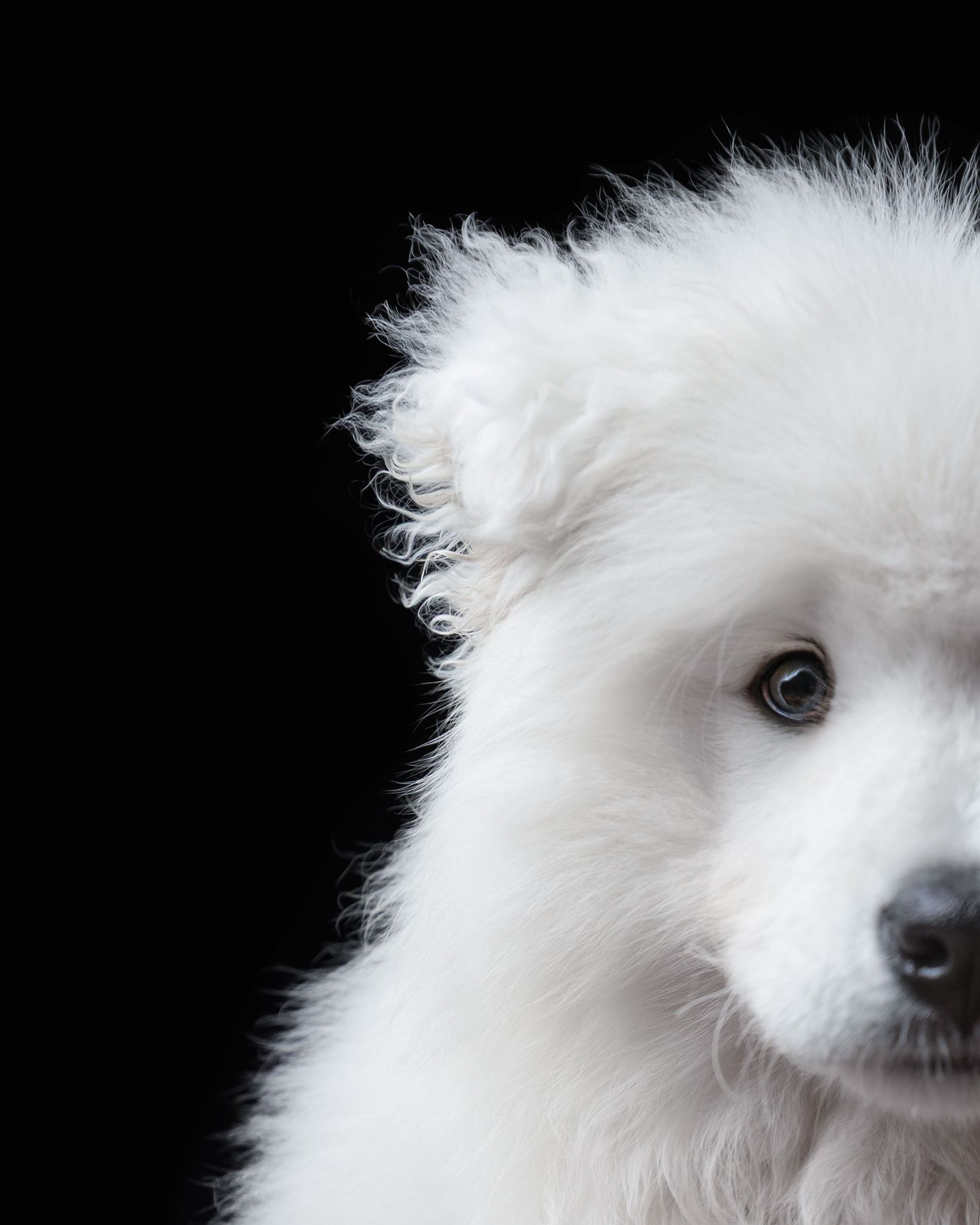 Shooting photo chien fond noir - Photographe canin Rouen