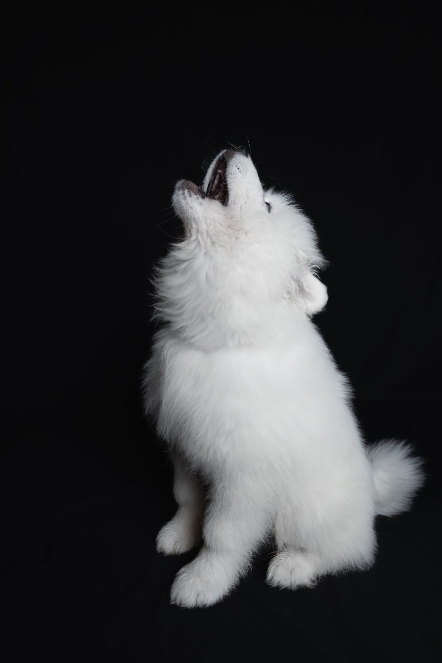 Shooting photo chien fond noir - Photographe chien Rouen