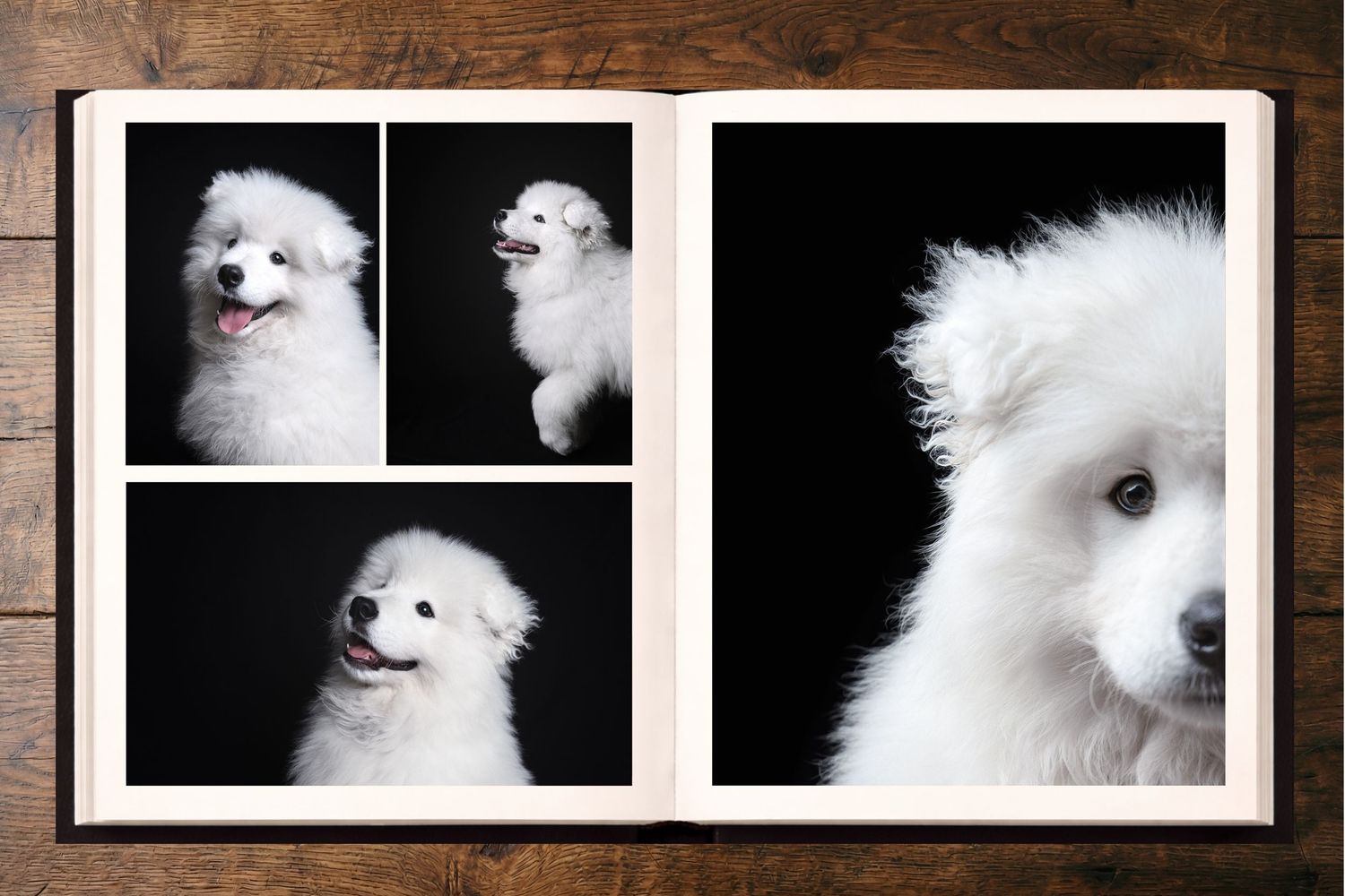 Shooting photo chien fond noir - Photographe canin normandie