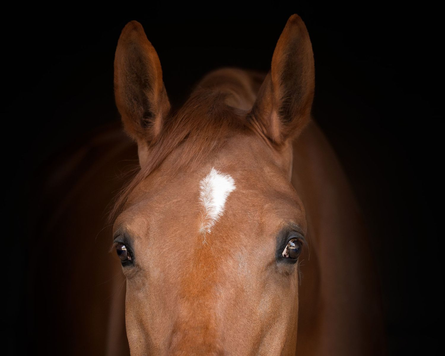cheval portrait - Photographe équestre Rouen Normandie