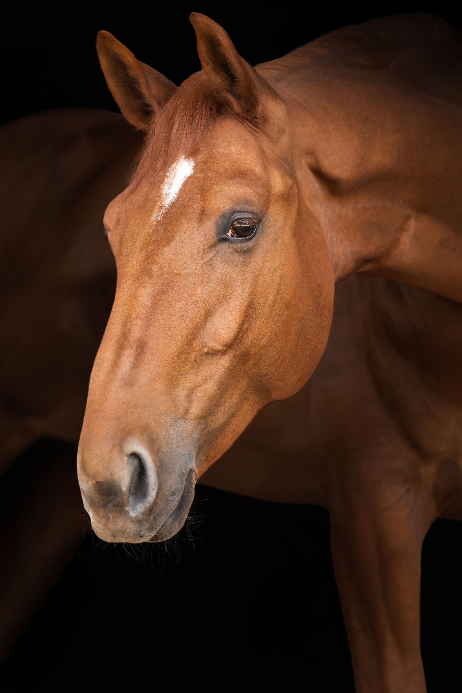 shooting photo cheval - cheval portrait - Photographe équestre Rouen