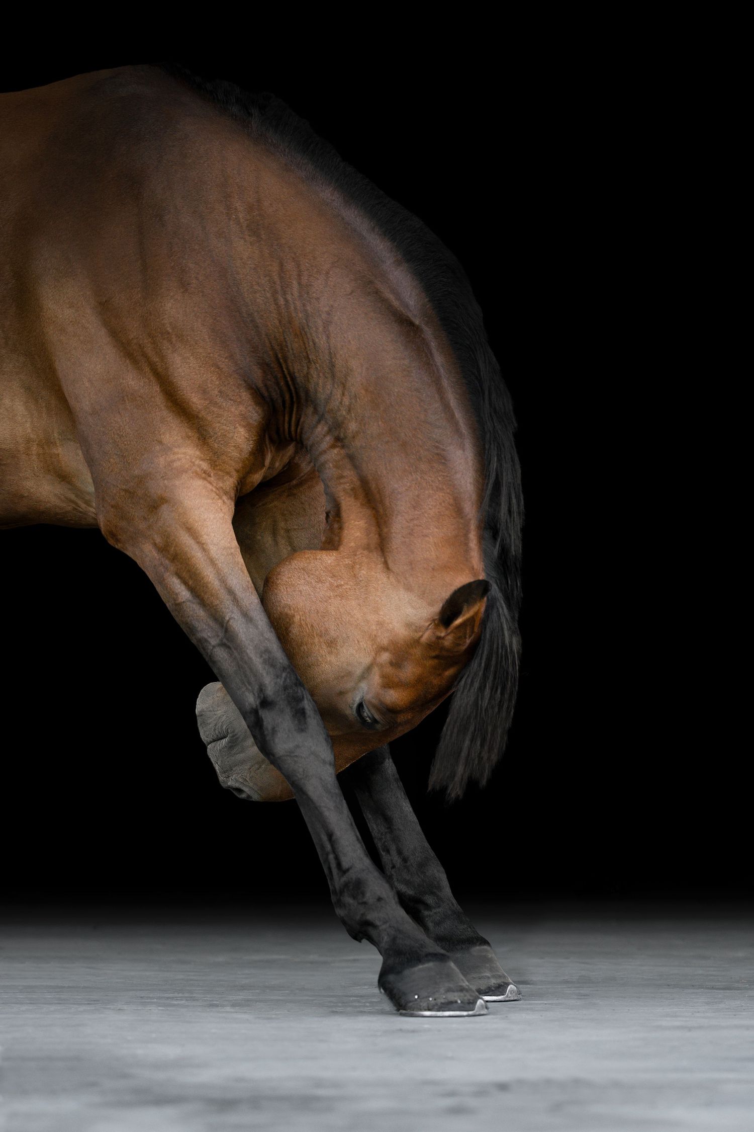 Shooting photo cheval fond noir Normandie - Photographe cheval Rouen - Shooting cheval studio Rouen - Photographe équestre Normandie