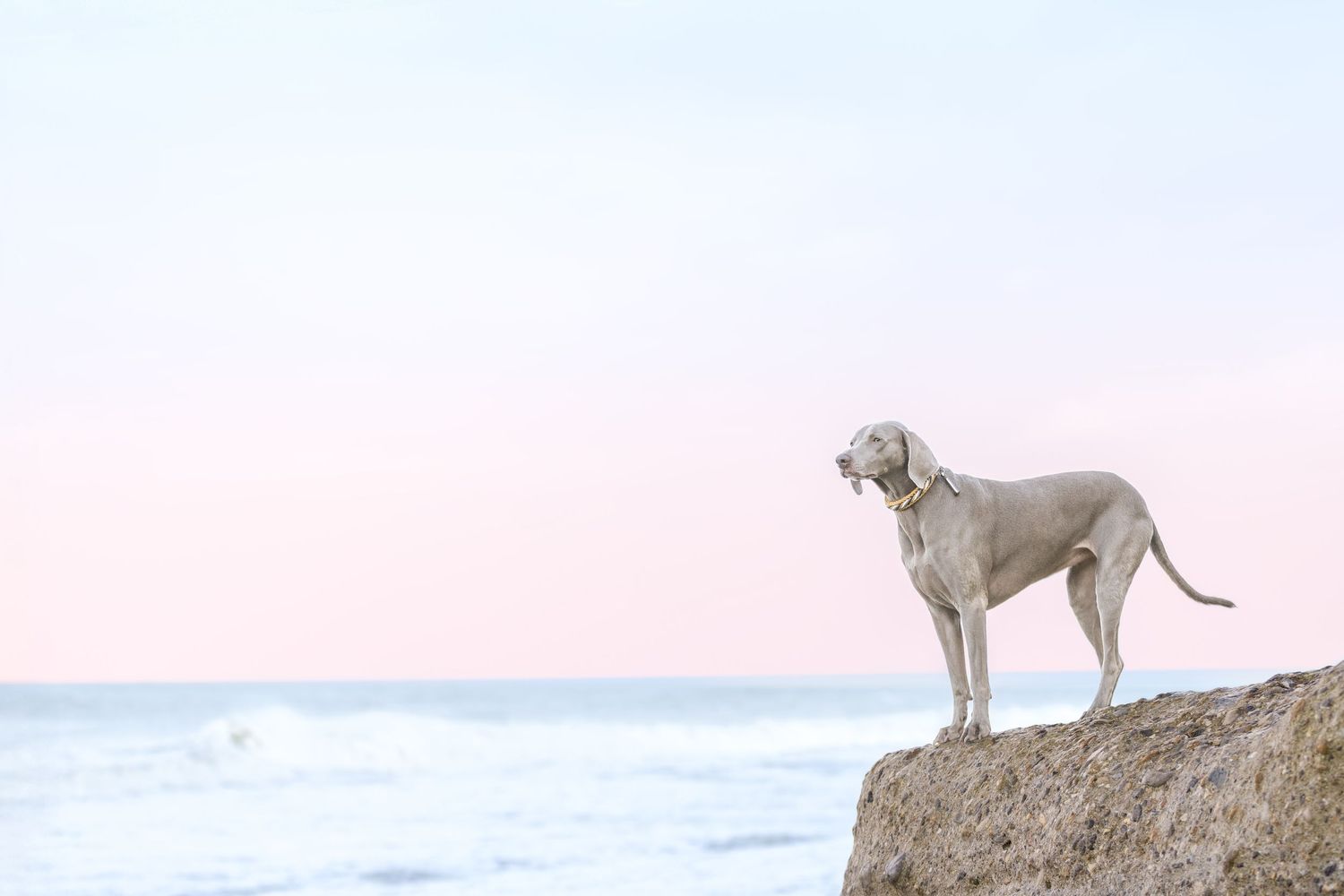 Shooting photo chien extérieur - Photographe canin Rouen Normandie