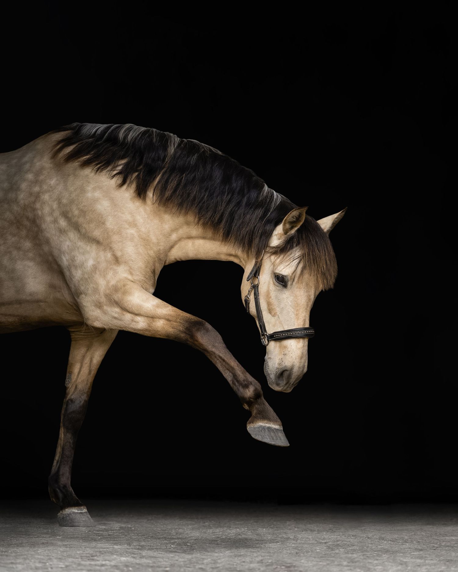 shooting photo cheval - cheval portrait - Photographe équestre Normandie