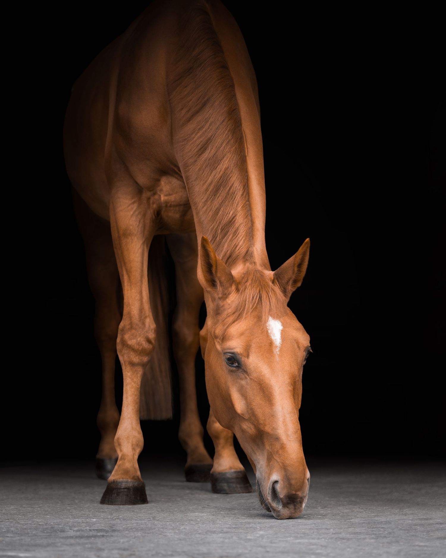 shooting photo cheval fond noir - cheval portrait - Photographe équestre Rouen