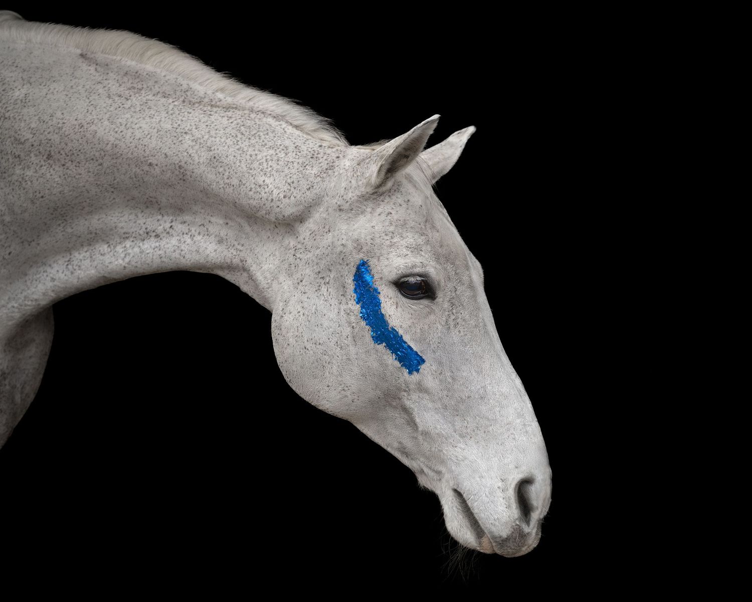 Portrait studio cheval fond noir - Photographe équestre Rouen Normandie
