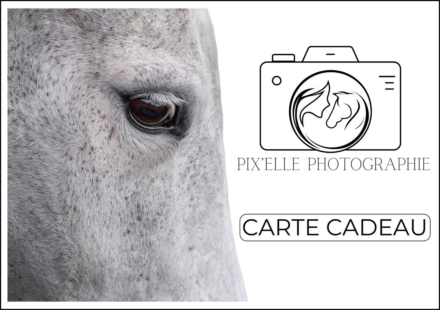 carte cadeau shooting photo - chiens et chevaux - Rouen et Normandie - PIX'ELLE PHOTOGRAPHIE