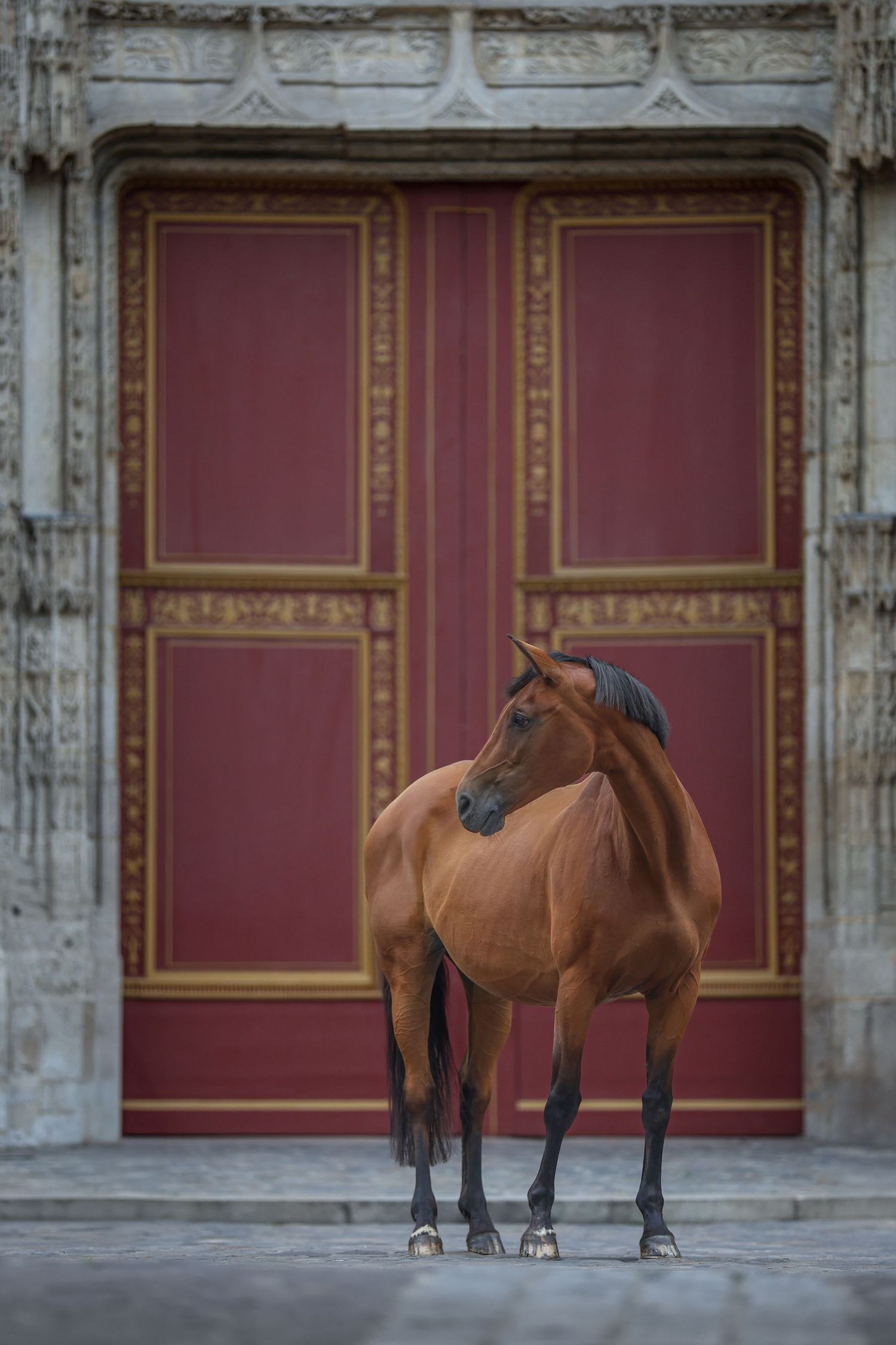 Shooting photo cheval extérieur - Photographe équestre Rouen Normandie