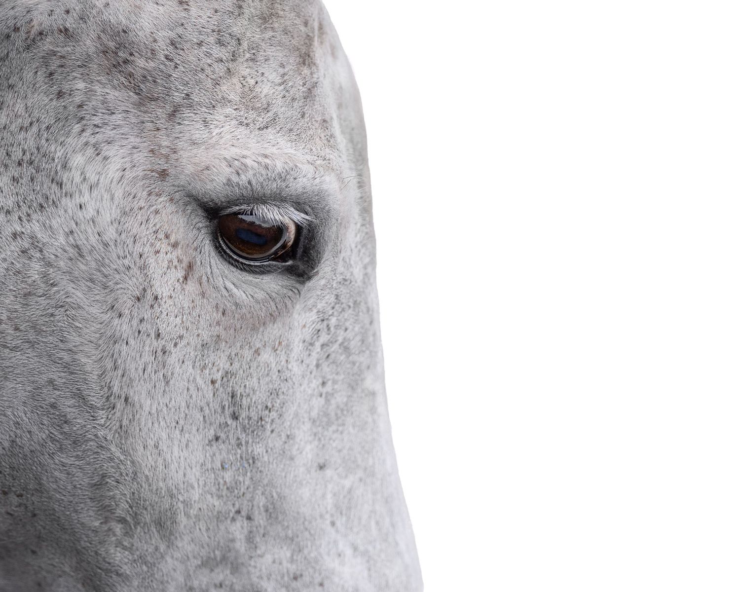 Portrait studio cheval fond blanc - Photographe équestre Rouen Normandie