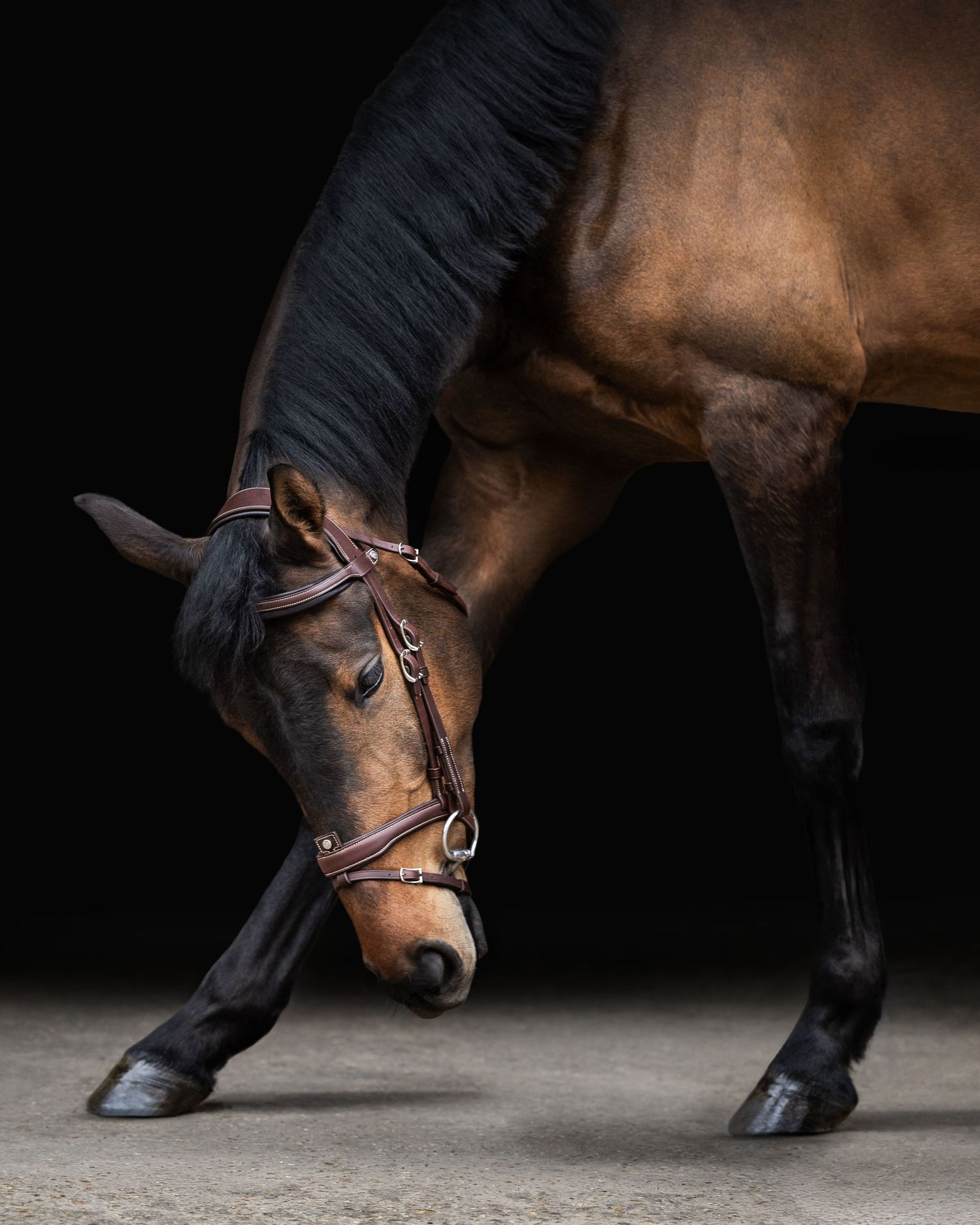 shooting photo cheval - cheval portrait - Photographe équestre Rouen Normandie