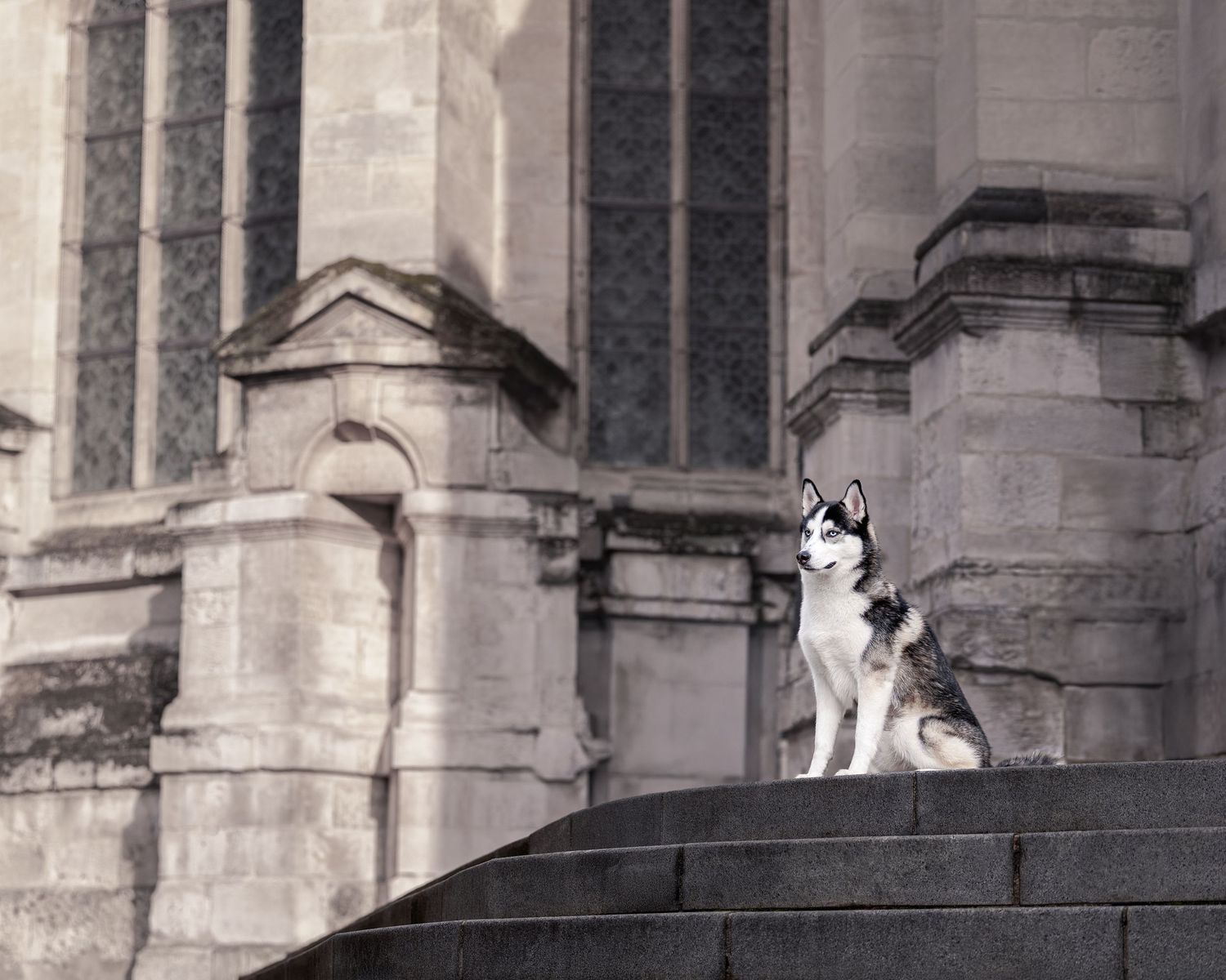 Shooting photo chien extérieur - Photographe canin Rouen Normandie